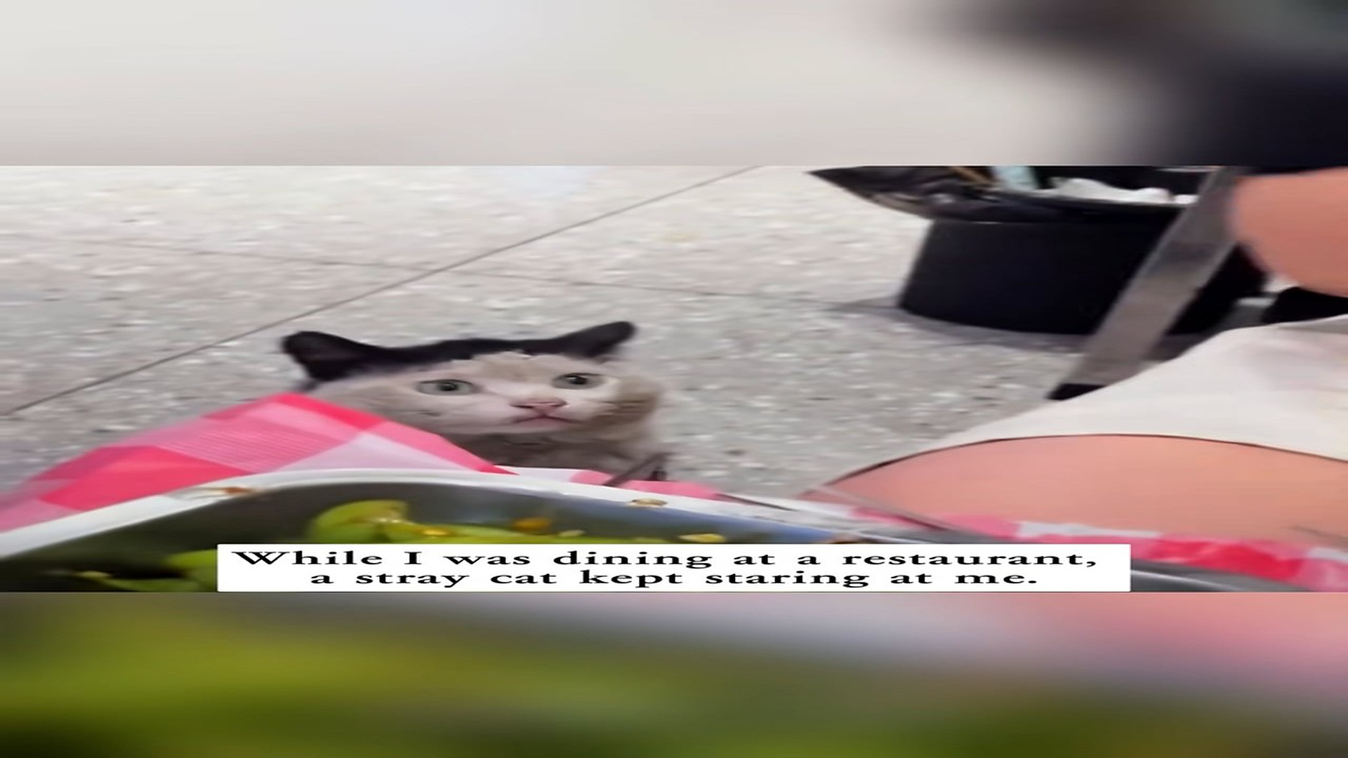 Full Video : H1806003_While I was dining at a restaurant, a stray cat kept staring at me,an