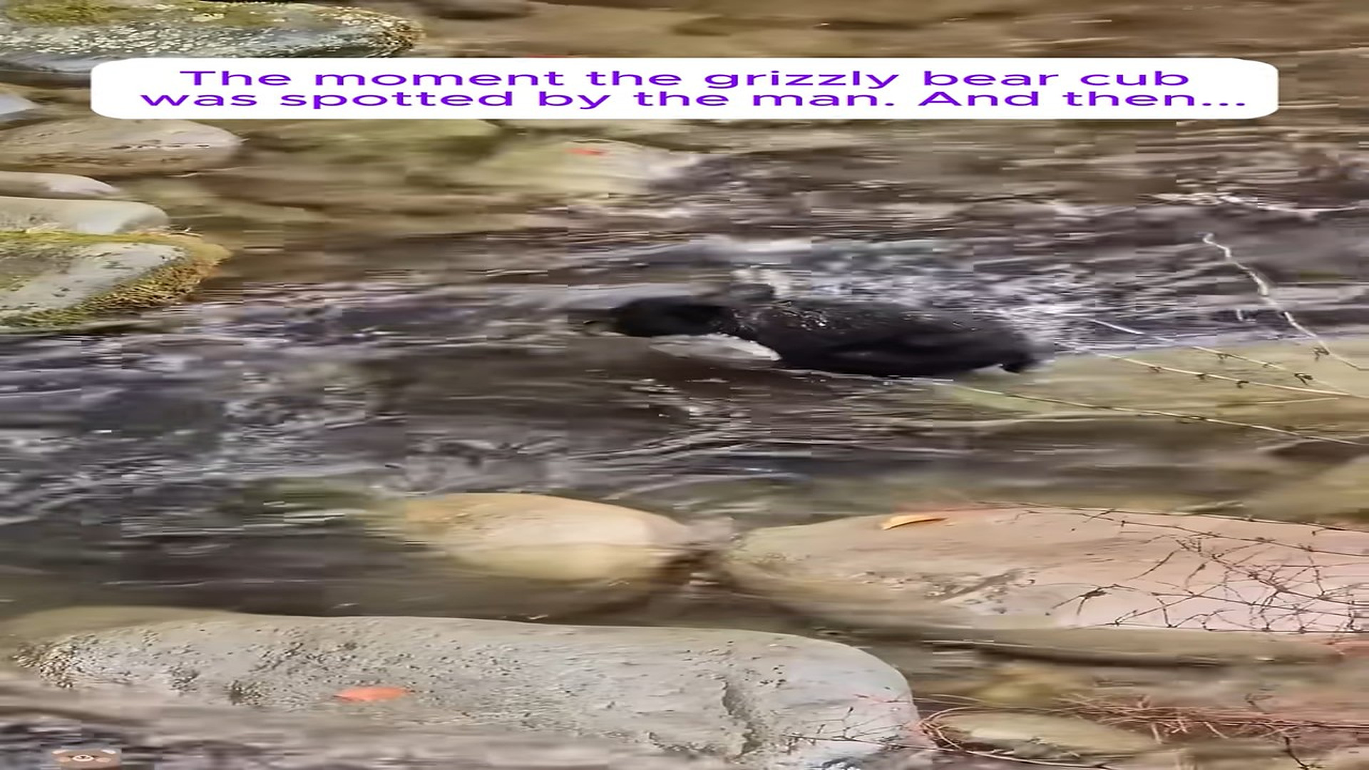 Full Video : H1806004_Bear Cub Fell into river in snow a kind person #anima
