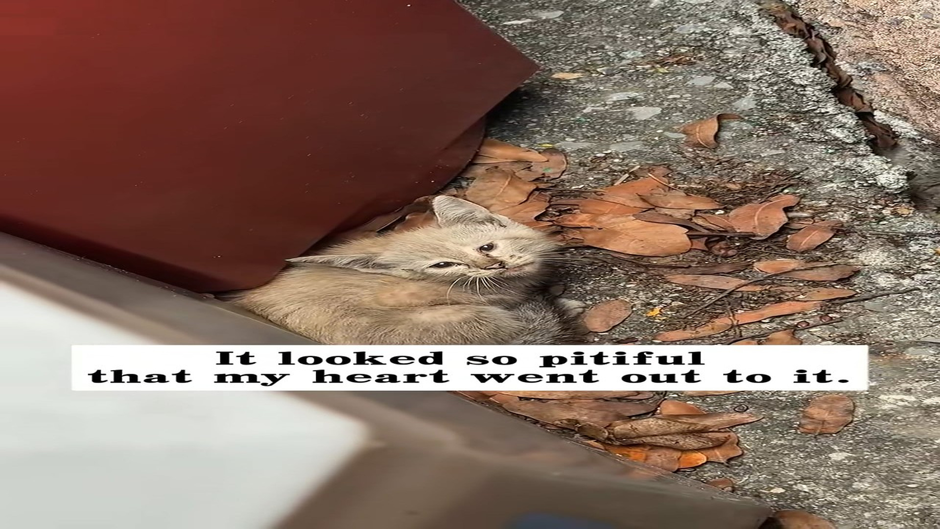 Full Video : H1806001_I found a stray cat beside trash can at gas station, then