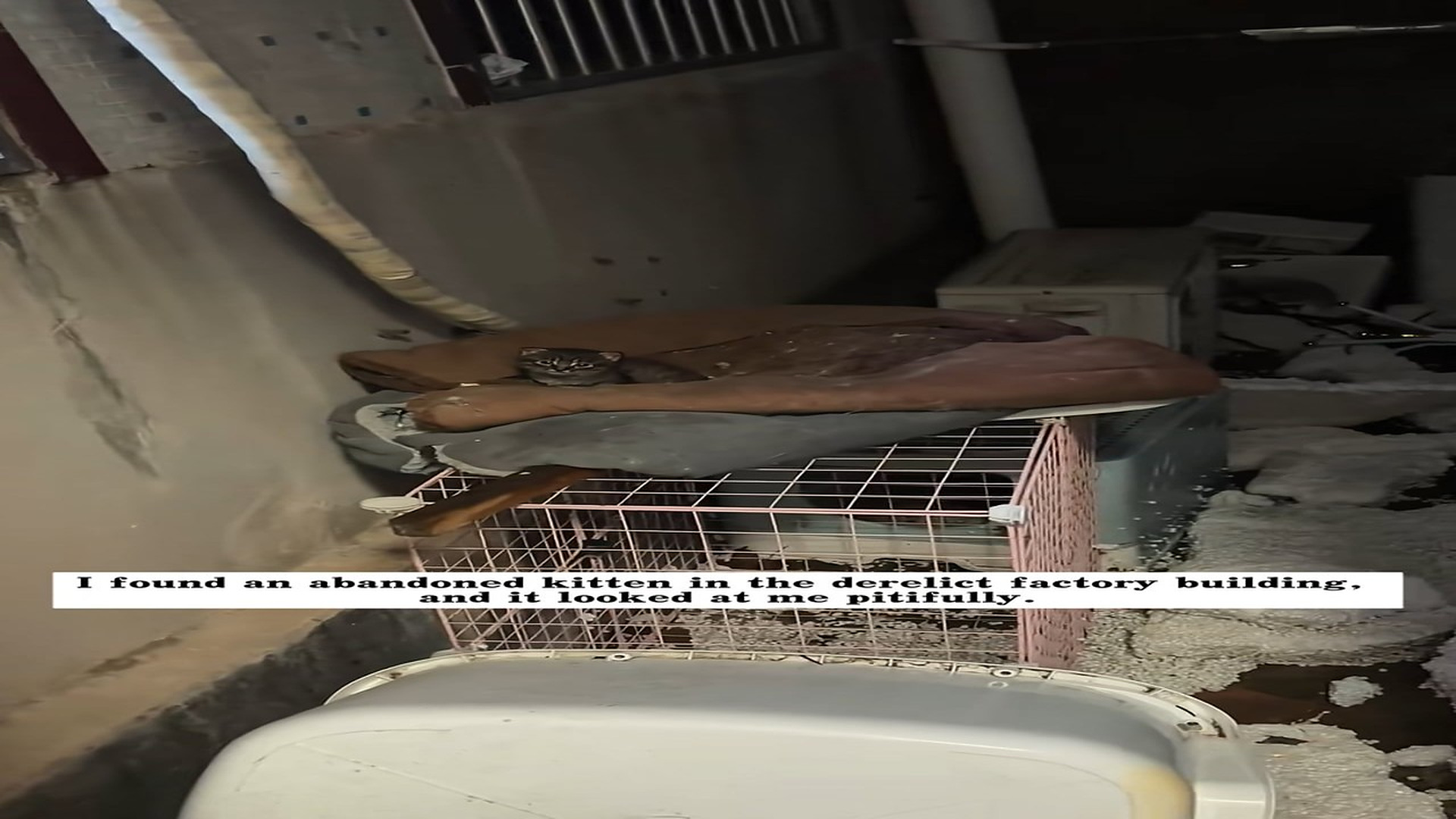 Full Video : H1806002_I found an abandoned kitten in derelict factory building, it