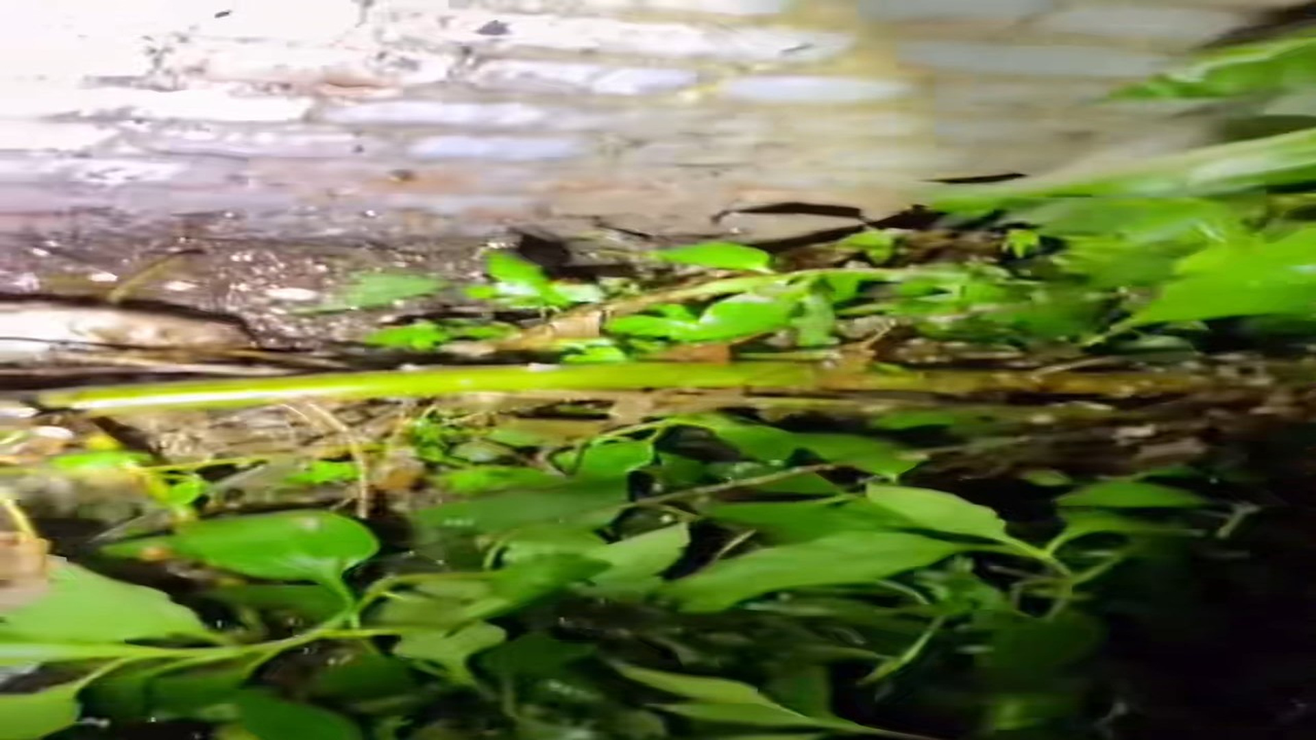 Full Video : H1906032_A cat was swept away to dump was saved by a man #animal #resc