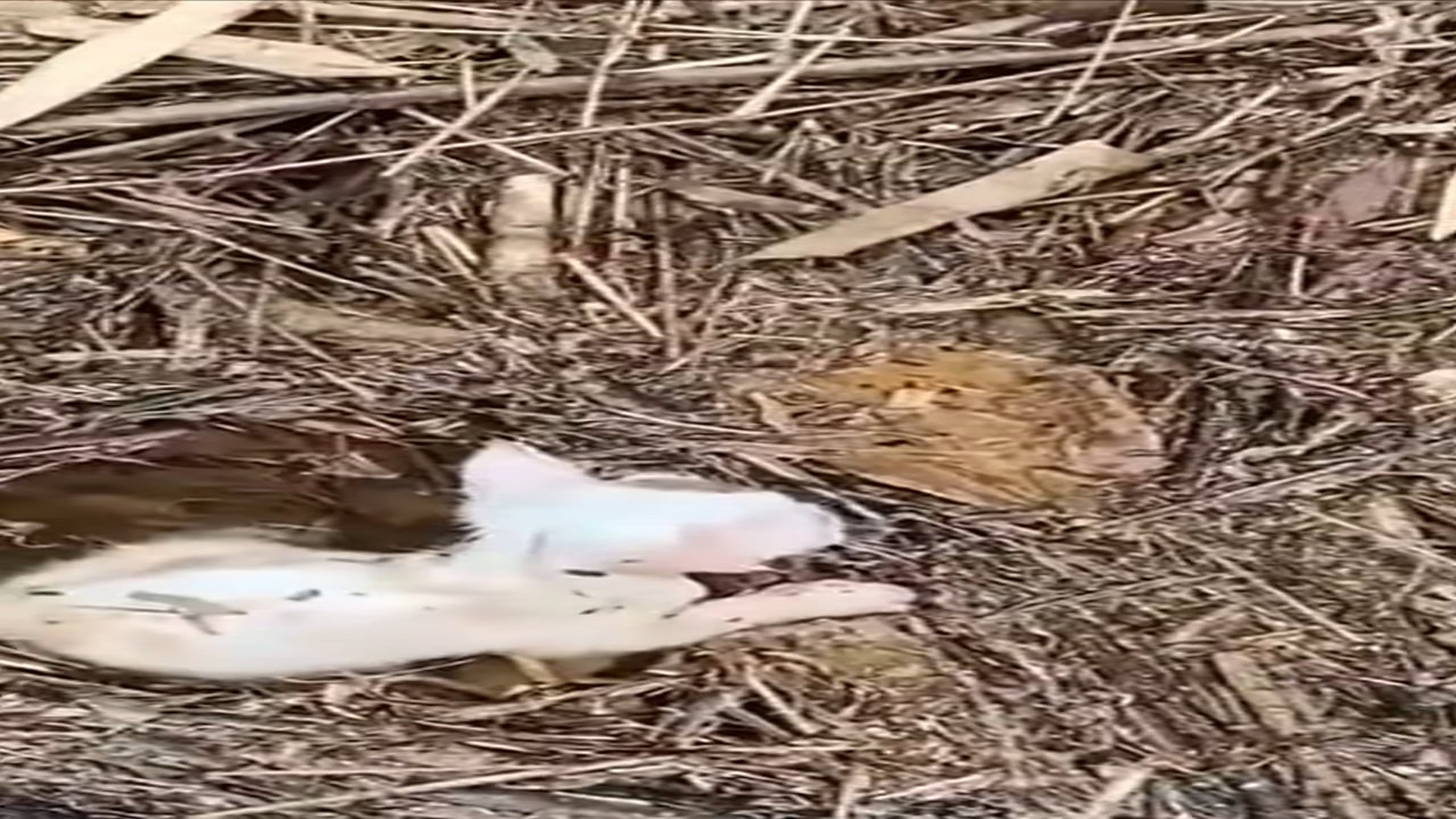 Full Video : H1906028_Cat falls into dirty water luckily saved #animal #rescueanimals #anim