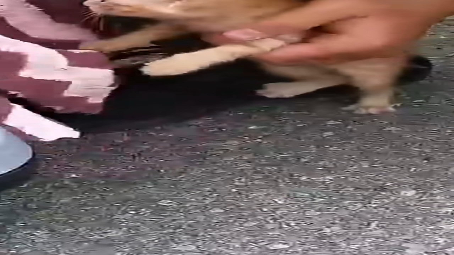 Full Video : H1906025_Kitten alone in garbage dump was lucky to be saved #animal #rescu