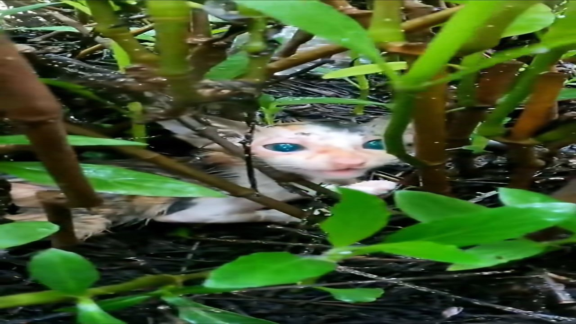 Full Video : H1906023_Cat hiding in bushes was lucky to be saved #animal #rescueanimals #an