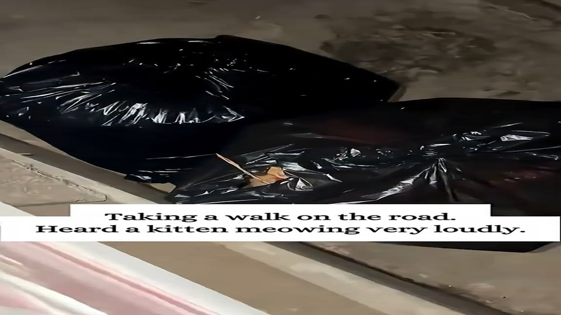 Full Video : H1906011_Abandoned cat in garbage bag is lucky to be saved #cat #rescuecat #an