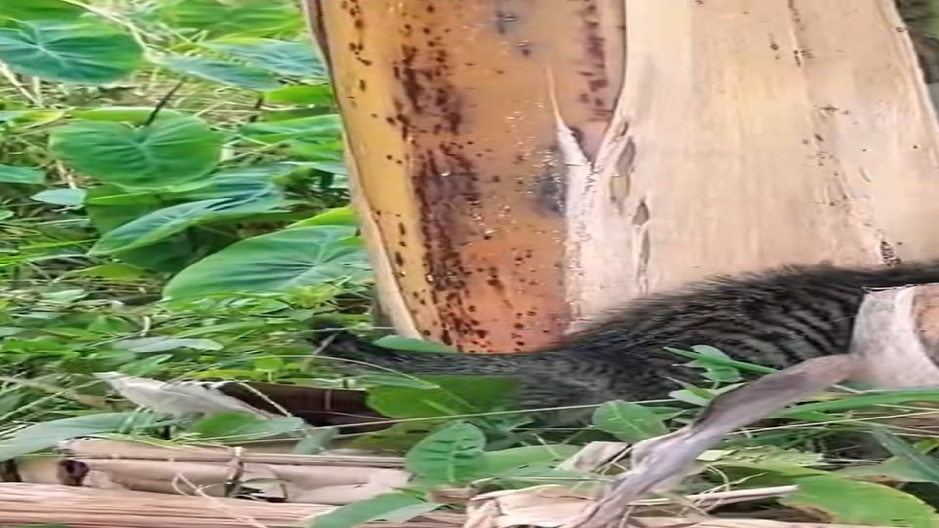 Full Video : H1906007_Poor cat #cat #rescuecat #animals #animalcat #catslove #animalslove