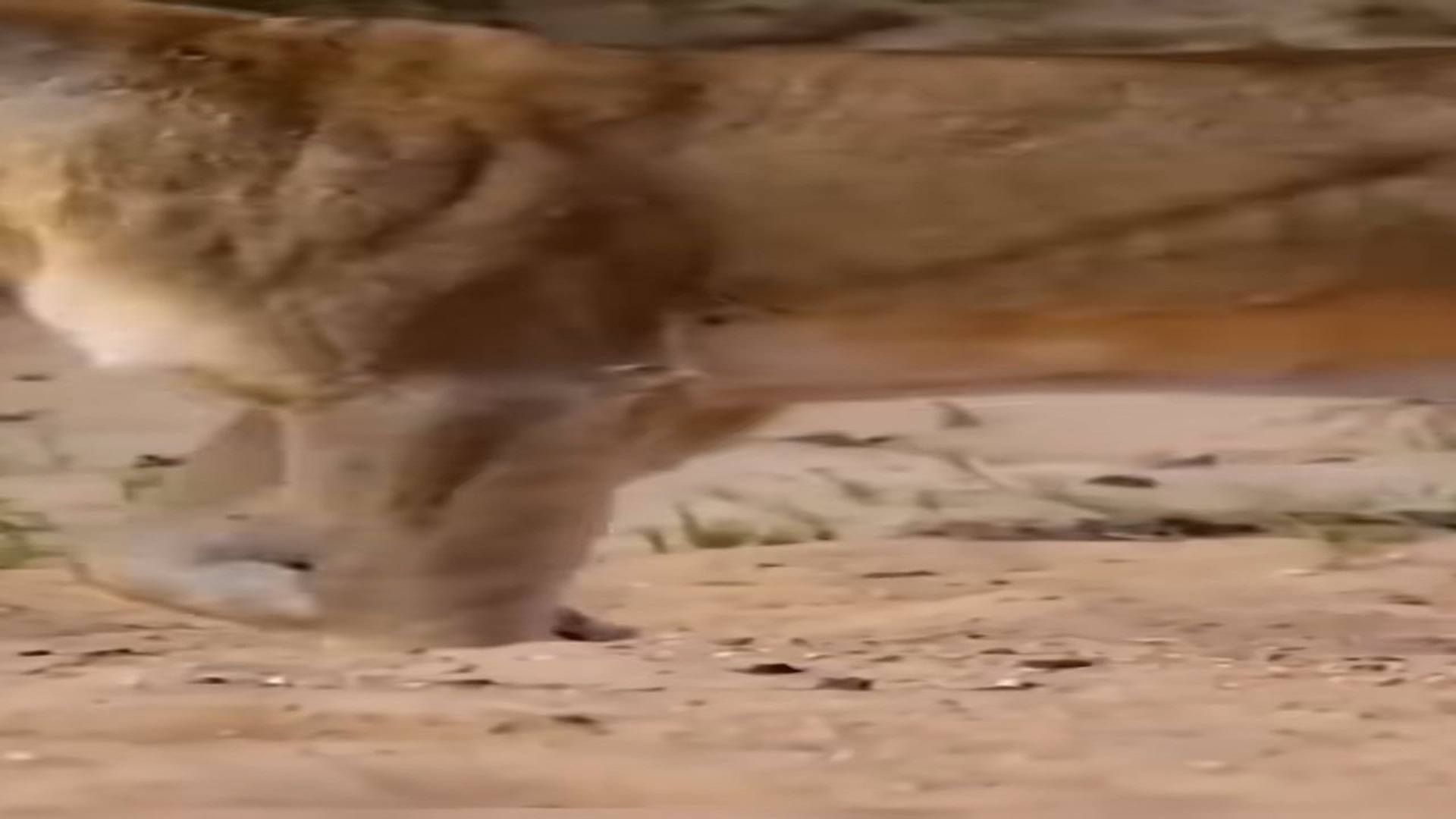 Full Video : H1906005_Rescue abused lion cub take care of it #rescue #lion #animals