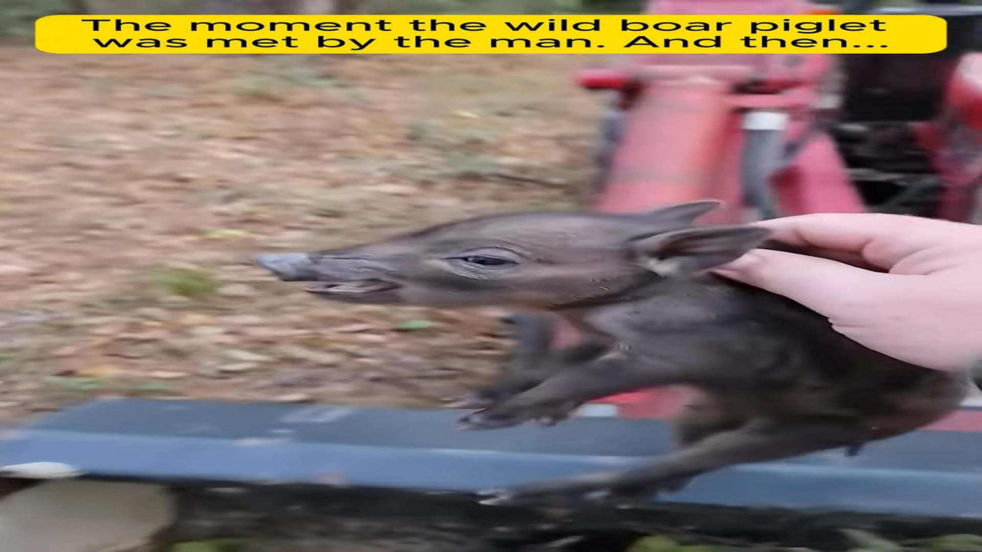 Full Video : H1906003_What will become of lost Piglet when it grows up #animalrescue