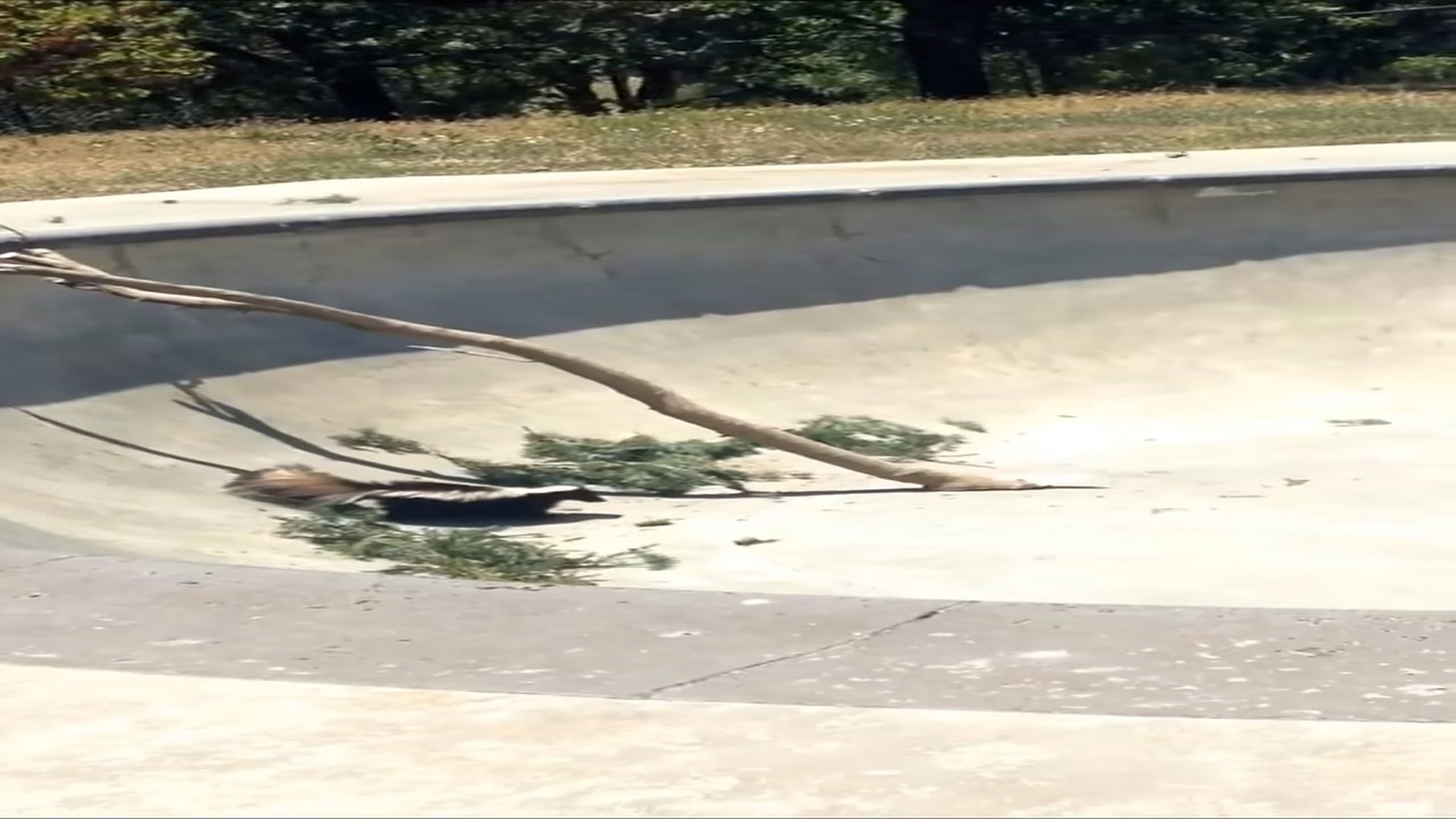 Full Video : H2006033_Rescue Skunk fell into concrete pit #animal #animalsoftiktok