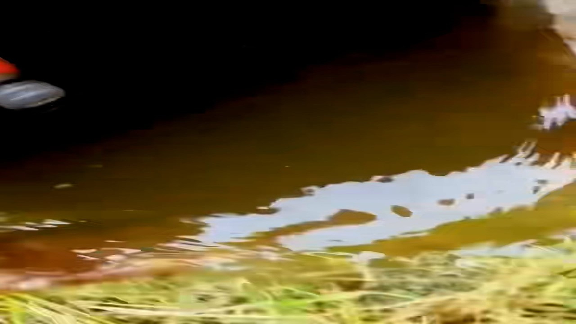 Full Video : H2006025_Cat swept away by water was luckily saved #animalsoftiktok #rescueani