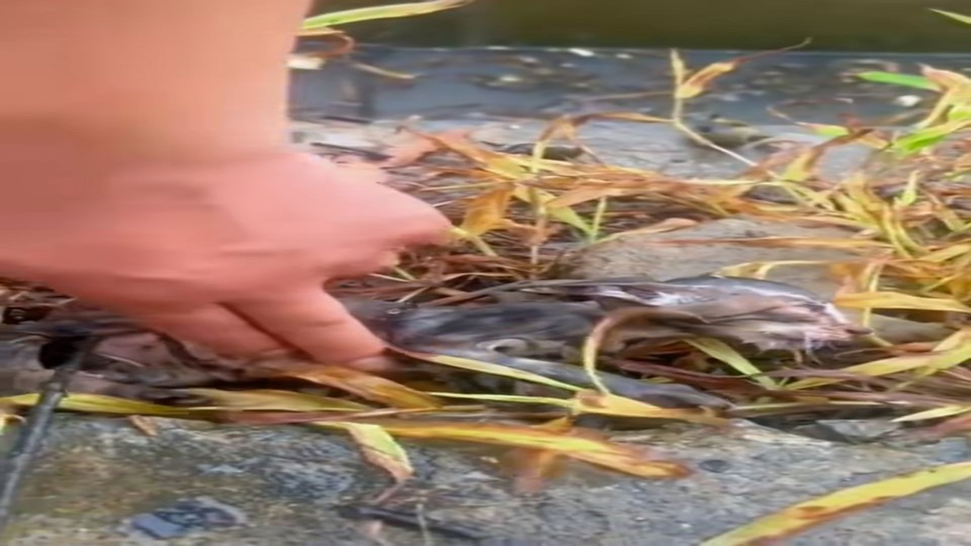 Full Video : H2006020_Drowning cat was luckily saved #animalsoftiktok #rescueanimals #cats