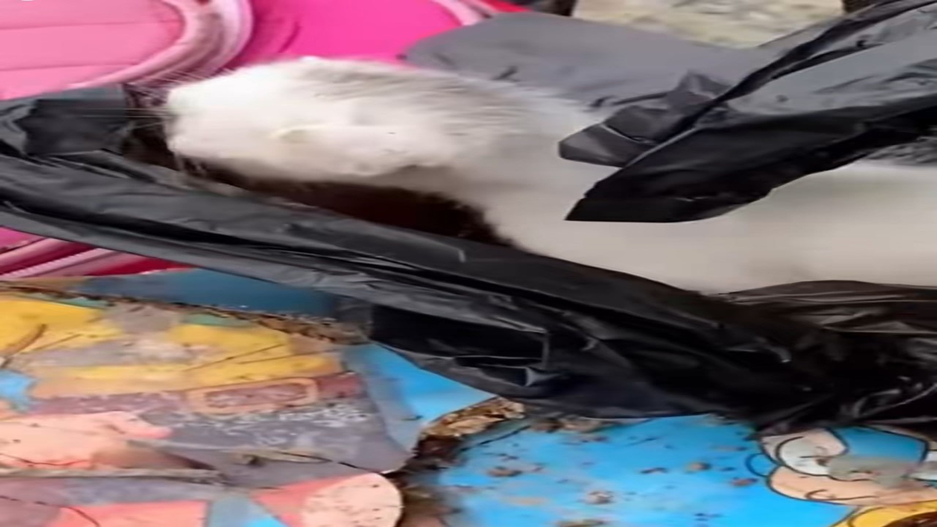 Full Video : H2006009_Abandoned cat next to trash can is lucky to be saved #animal #rescuea