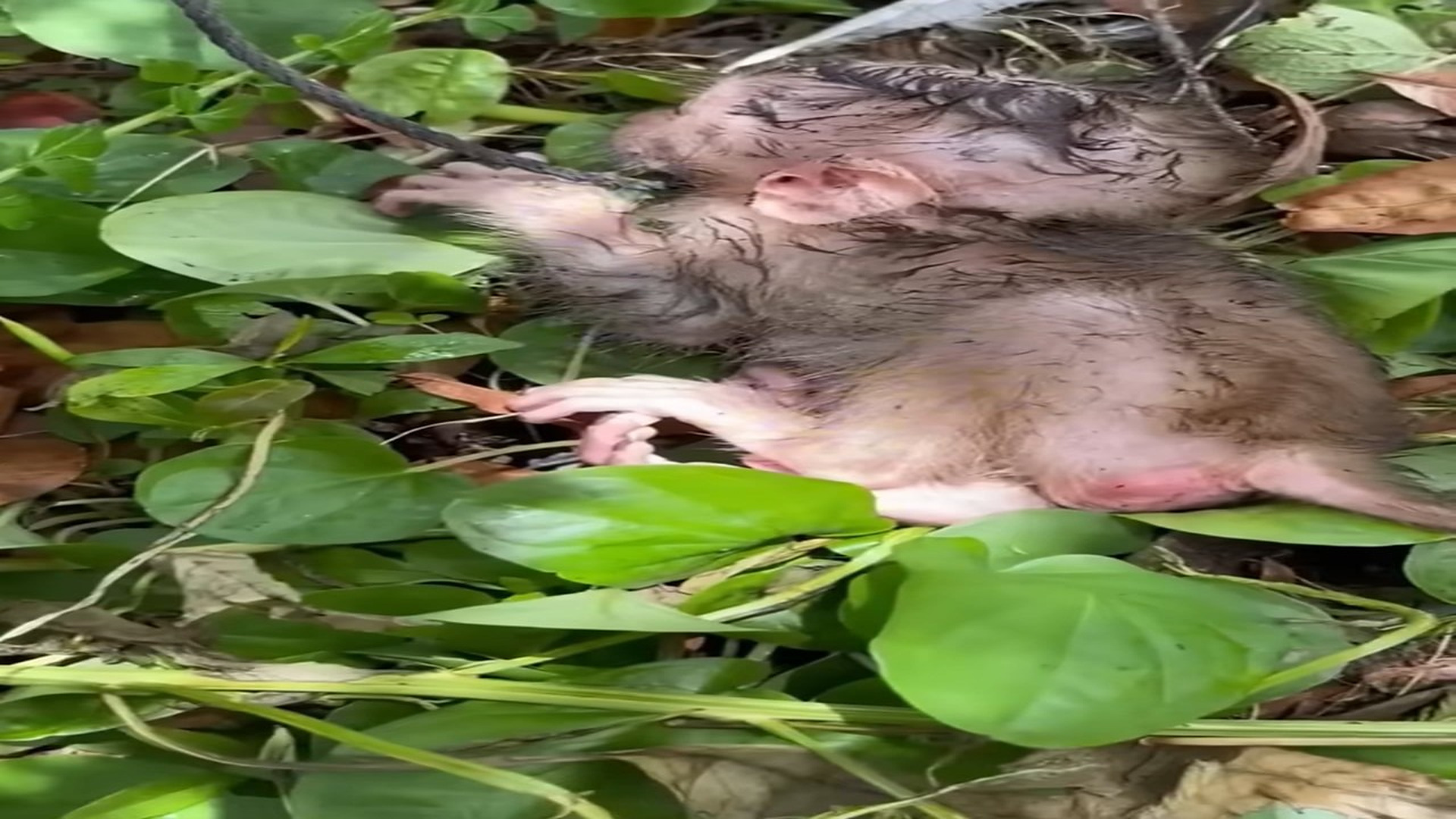 Full Video : H2006010_Abandoned baby monkey luckily rescued #animal #rescueanimals #rescue