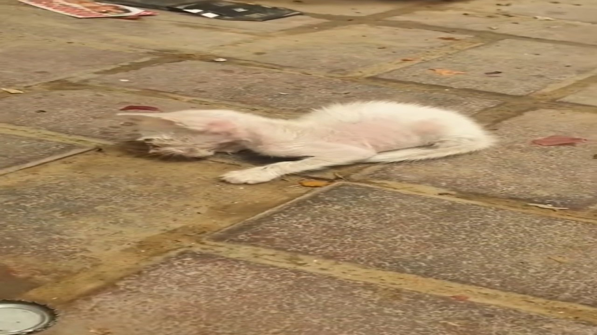 Full Video : H2006008_Abandoned cat luckily rescued #animal #rescueanimals #rescue #animals