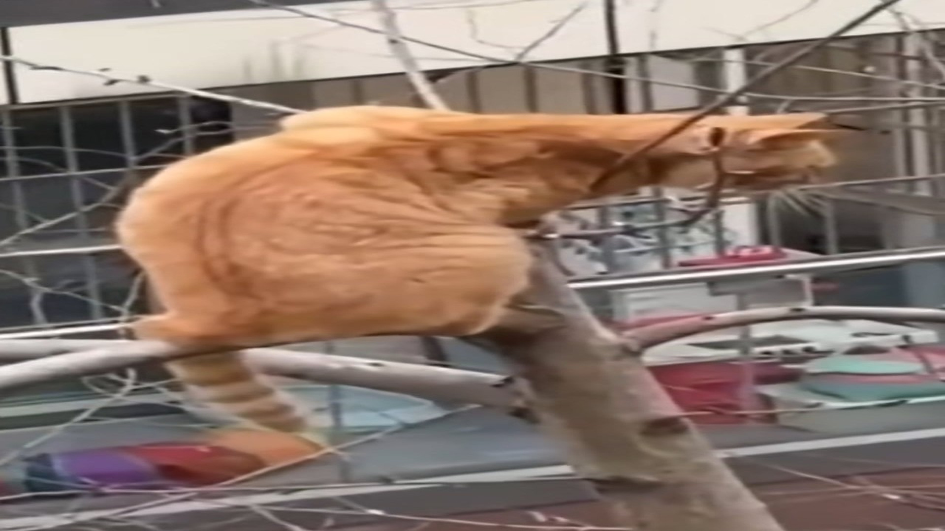 Full Video : H2006007_Cat stuck on high tree branch was luckily saved #animal #rescueanimal