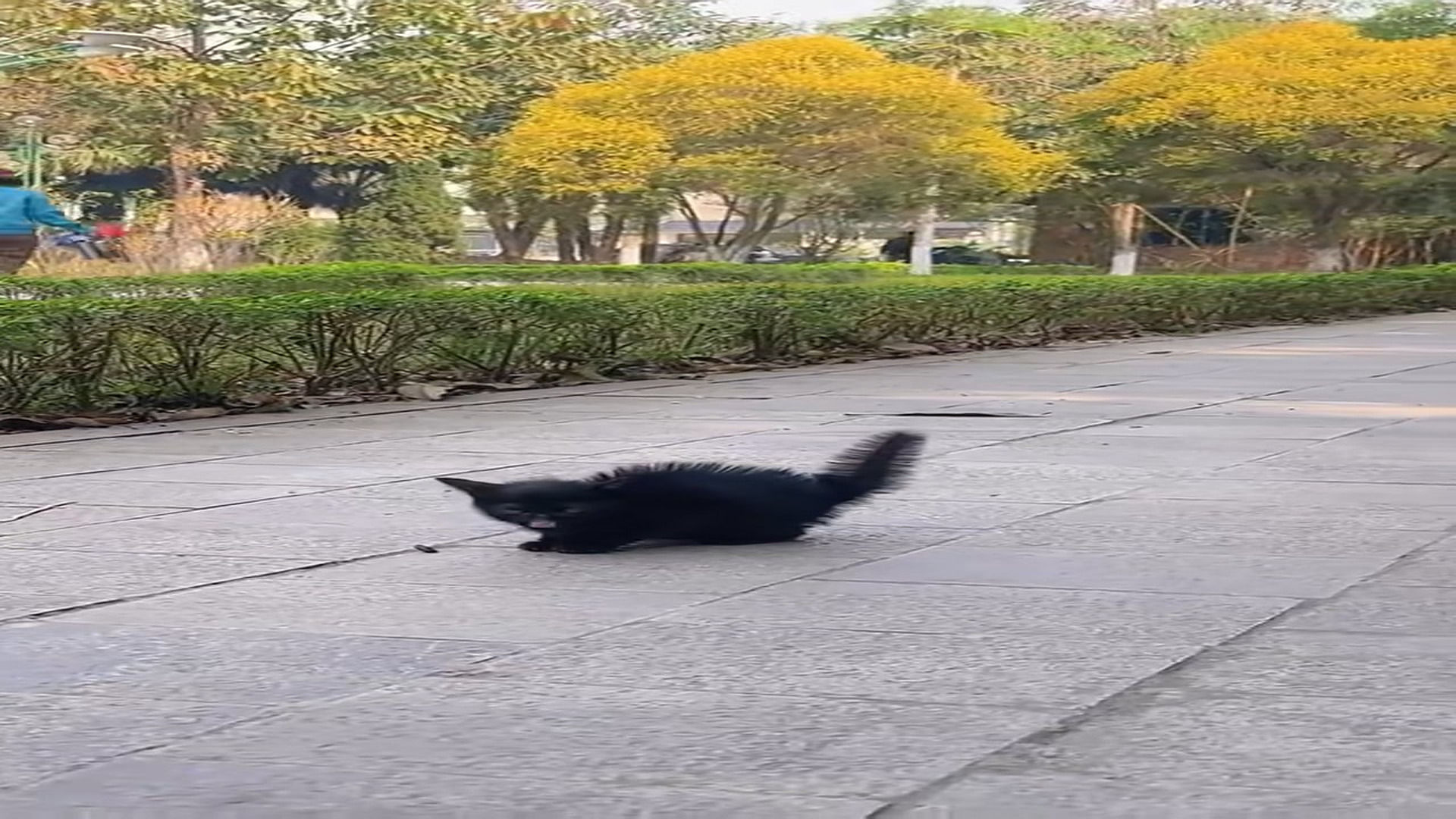 Full Video : H2006006_Lost cat on street was luckily saved #rescueanimals #animalsoftik