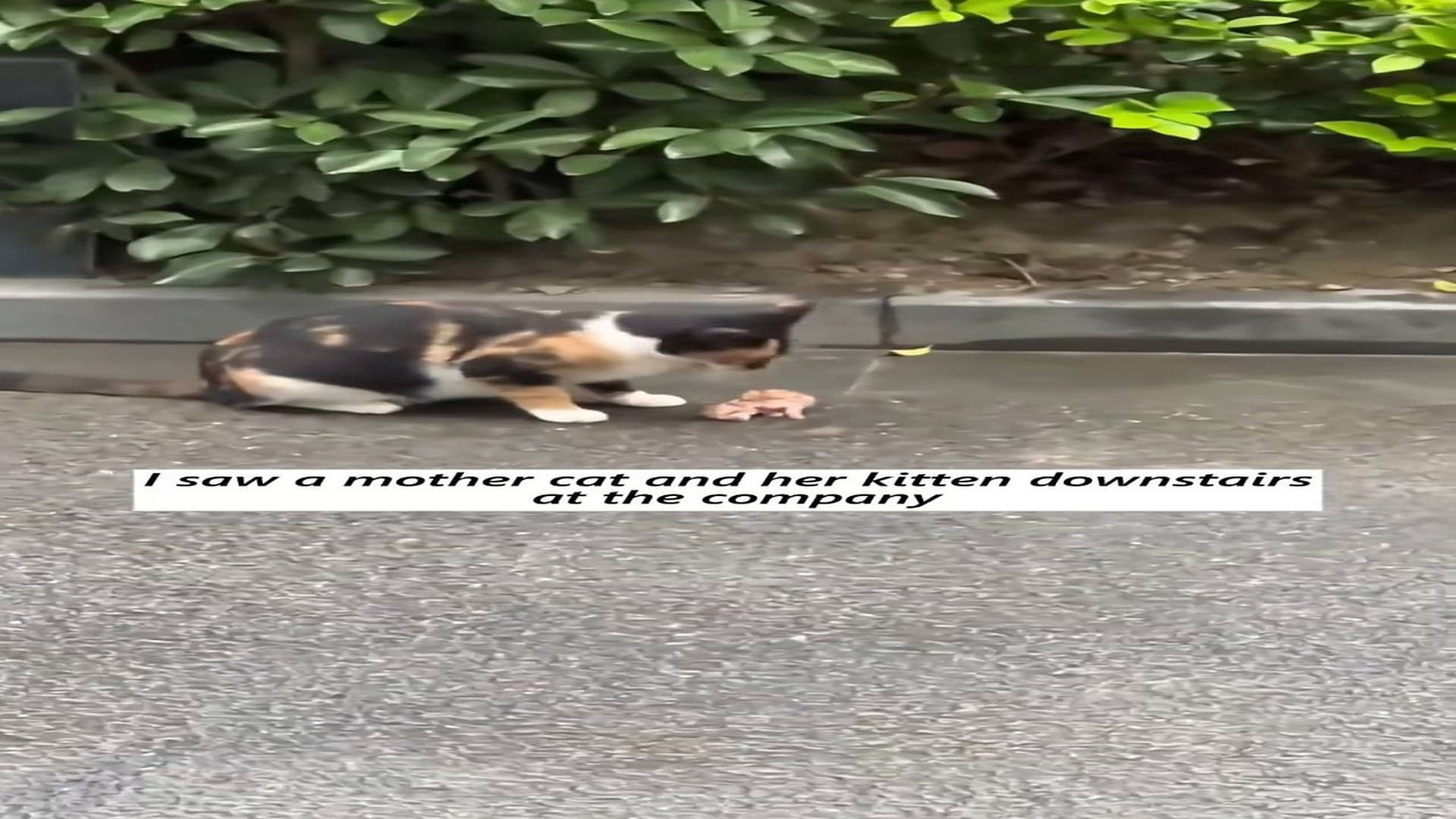 Full Video : H2006003_Mother cat brings her kids to ask help is lucky to be saved