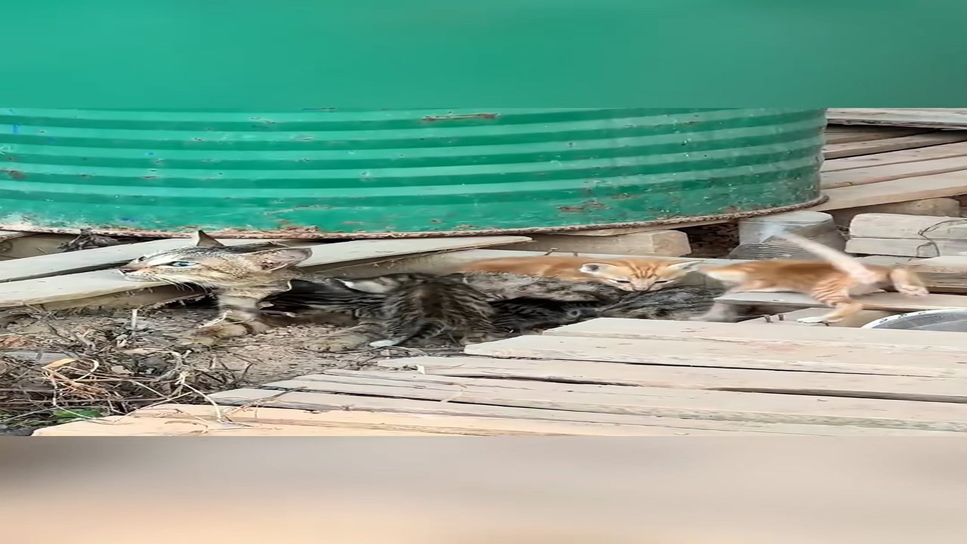 Full Video : H2106023_Rescue a family of cats #animal #animalsoftiktok #rescueanimals #resc (9)