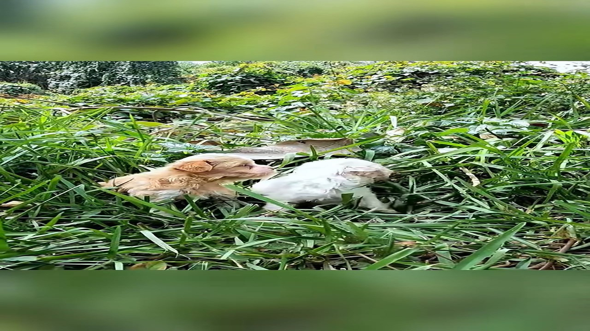 Full Video : H2106016_Rescue 2 lost dogs #animal #animalsoftiktok #rescueanimals #rescue #d
