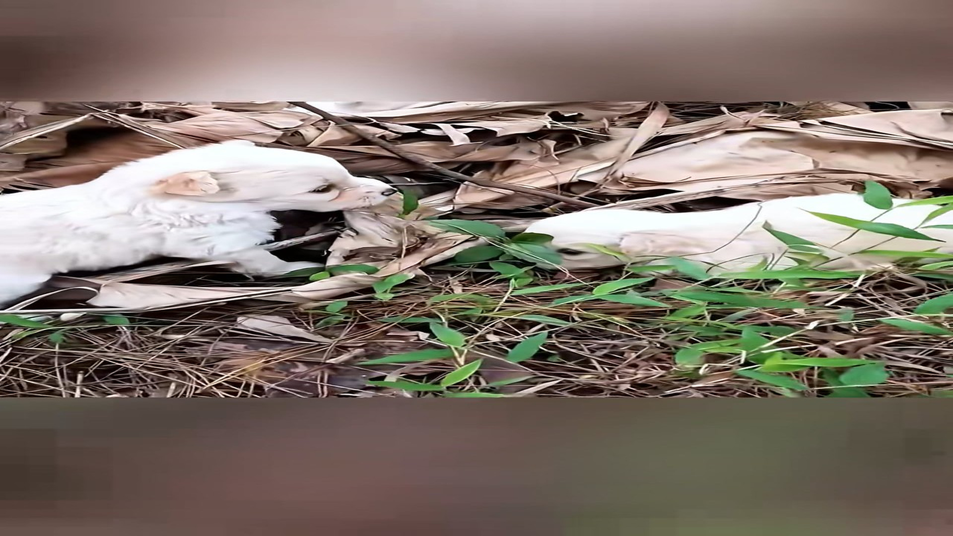 Full Video : H2106005_Rescue 3 puppy #animal #animalsoftiktok #rescueanimals #rescue #puppy