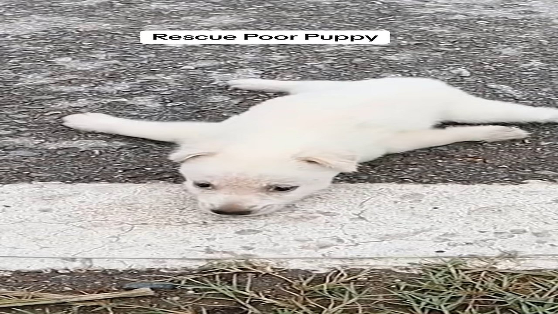Full Video : H2106003_Rescue poor puppy #animal #animalsoftiktok #animalrescue #dog #do