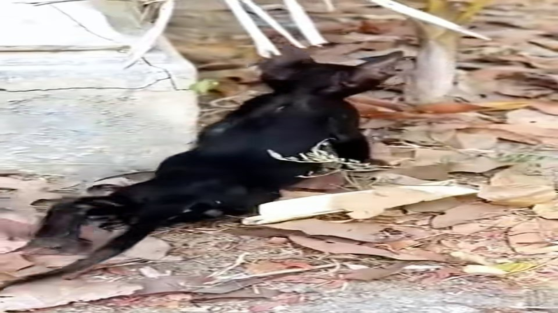 Full Video : H2106002_Lame kitten was lucky to be saved by man #animalsoftiktok #rescueanim