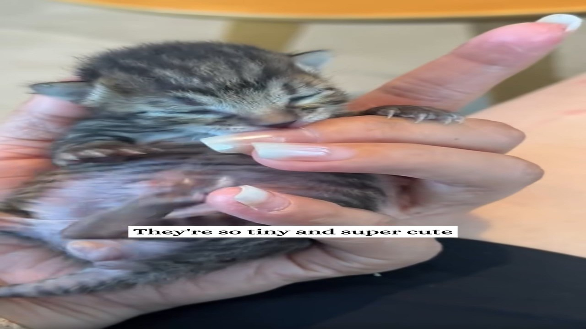 Part 2 : H2206006_I found five groups of conjoined twins.#fyp #animal #rescue_part2