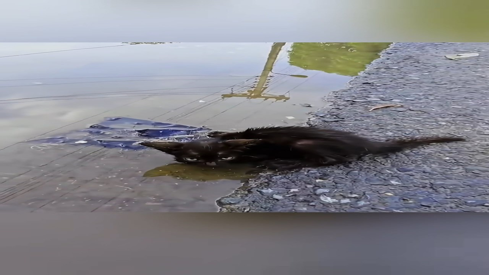 Full Video : H2206021_Rescue a kitten on road #animal #animalsoftiktok #rescueanimals