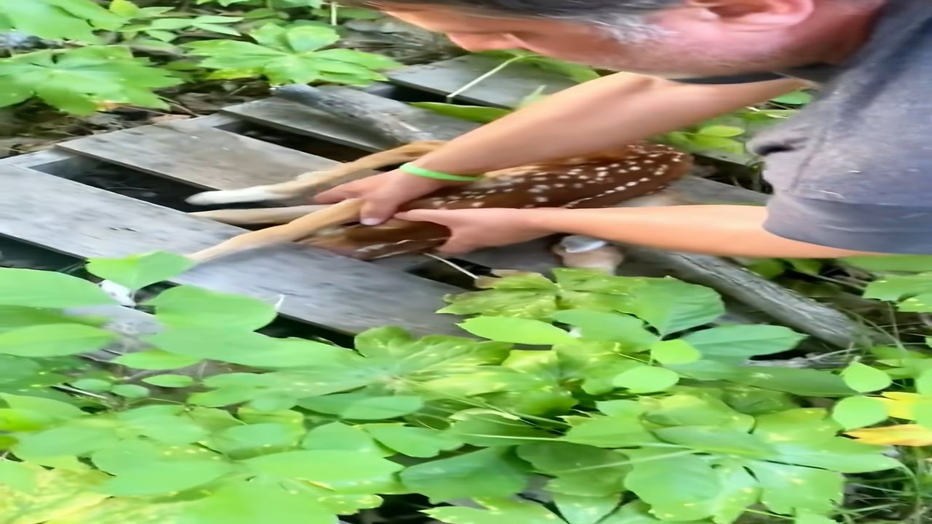 Full Video : H2206013_Rescue a baby deer ending #rescue #animal #rescueanimals #dee