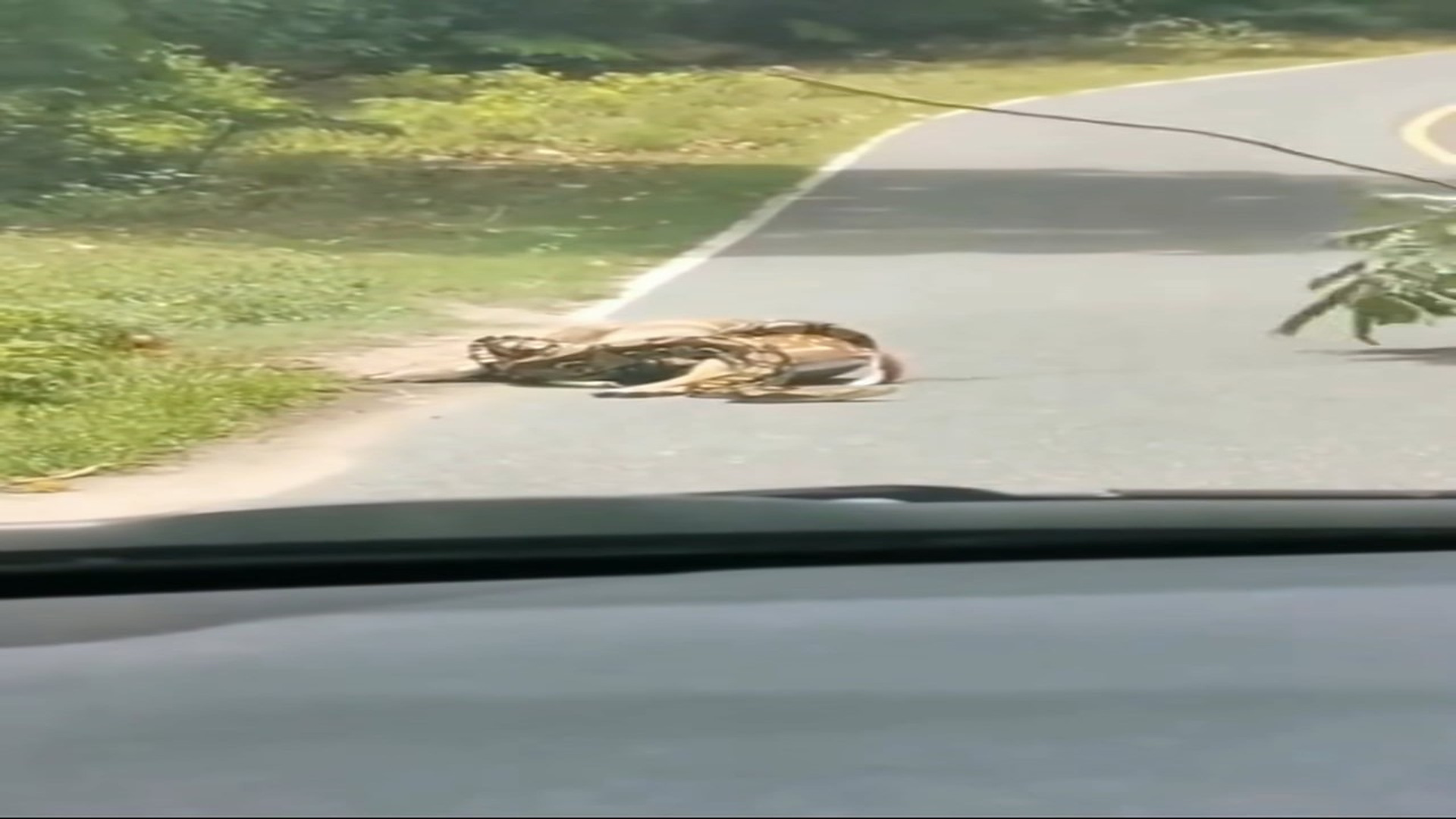 Full Video : H2206010_Baby deer thanked man who saved him python #rescue #anim