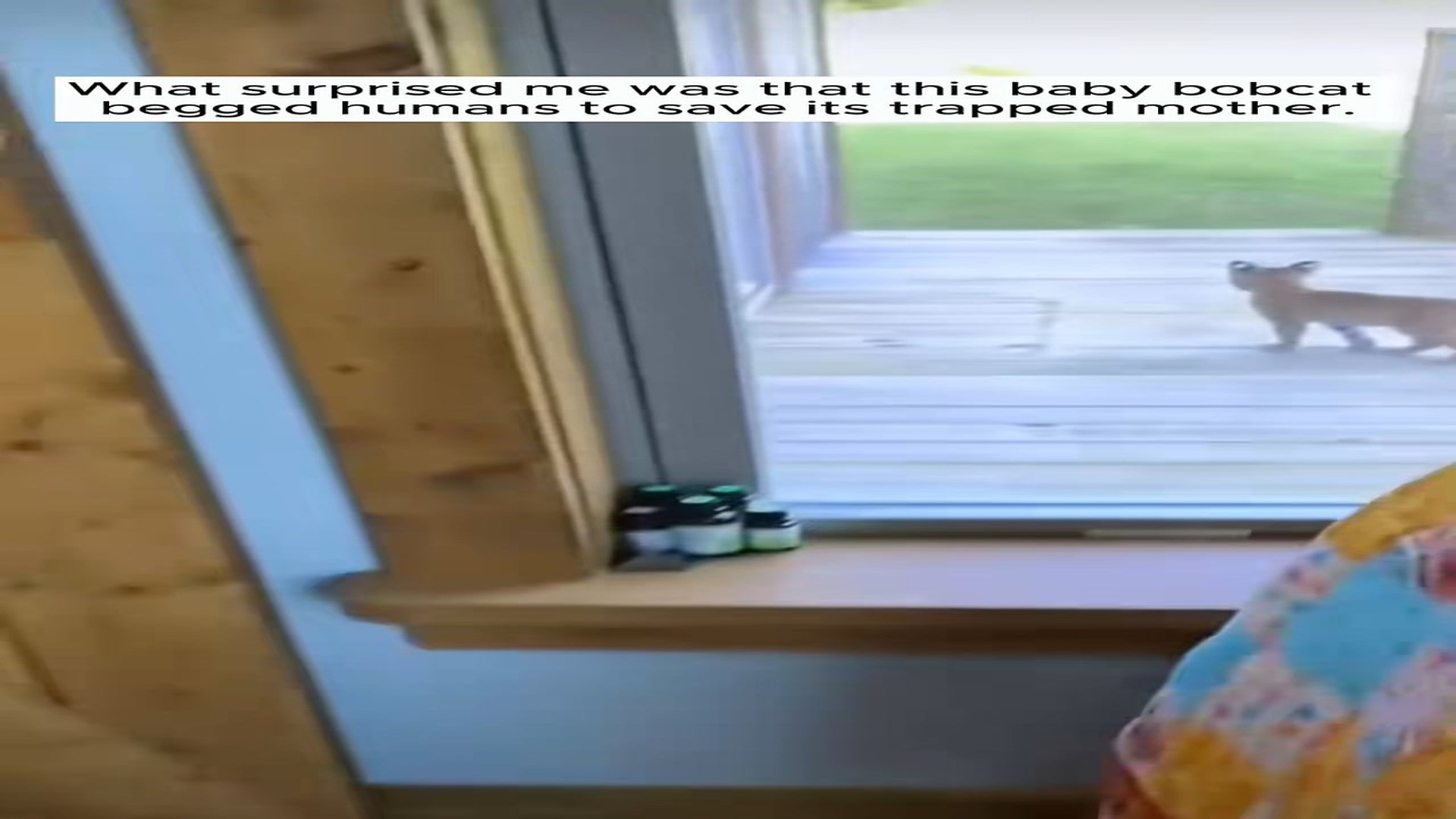Full Video : H2206008_Baby bobcat asked humans to save his mother #rescue #animal #rescuean