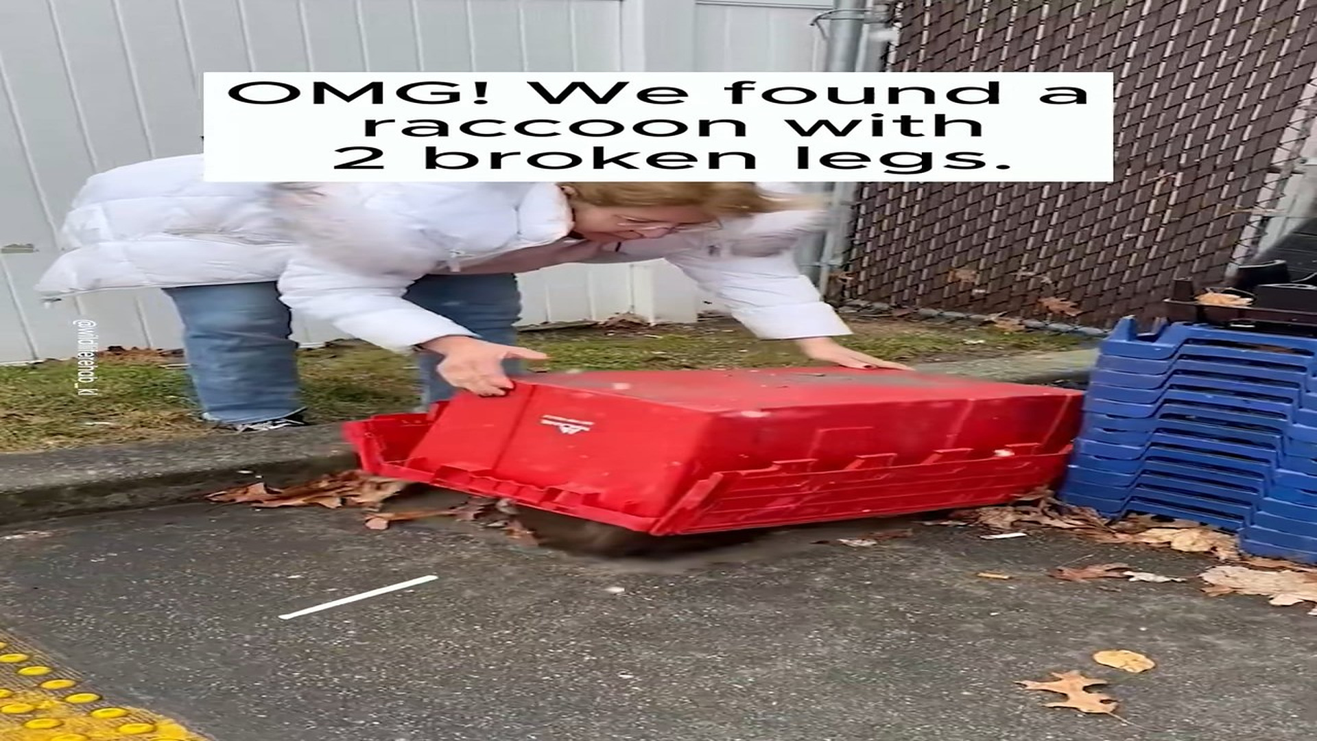 Full Video : H2206007_We found a raccoon 2 broken legs then . #rescue #animal #res
