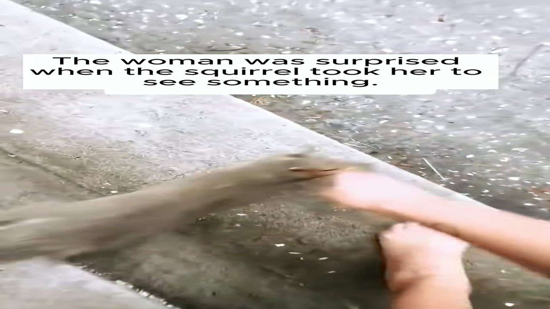 Full Video : H2206005_woman was surprised when squirrel took her to see it s beauti