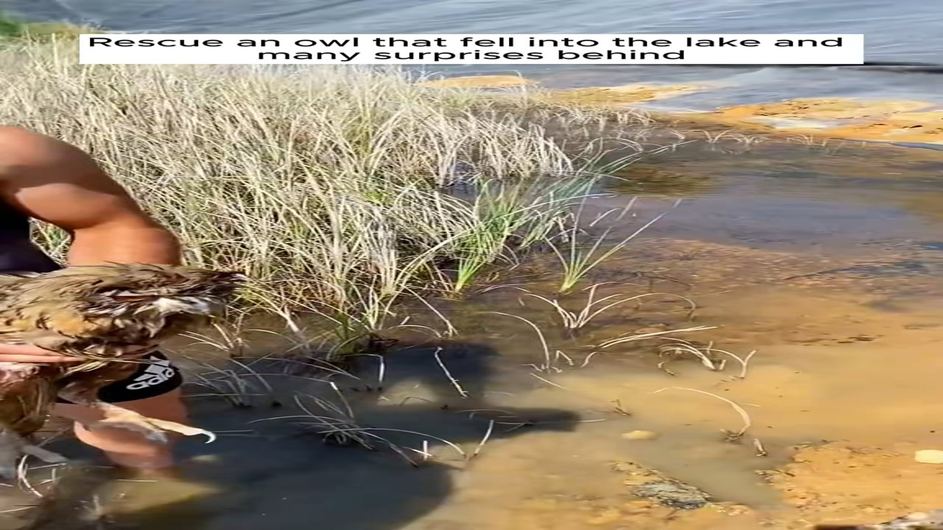 Full Video : H2306029_Rescue an owl fell into lake many surprises behind #resc