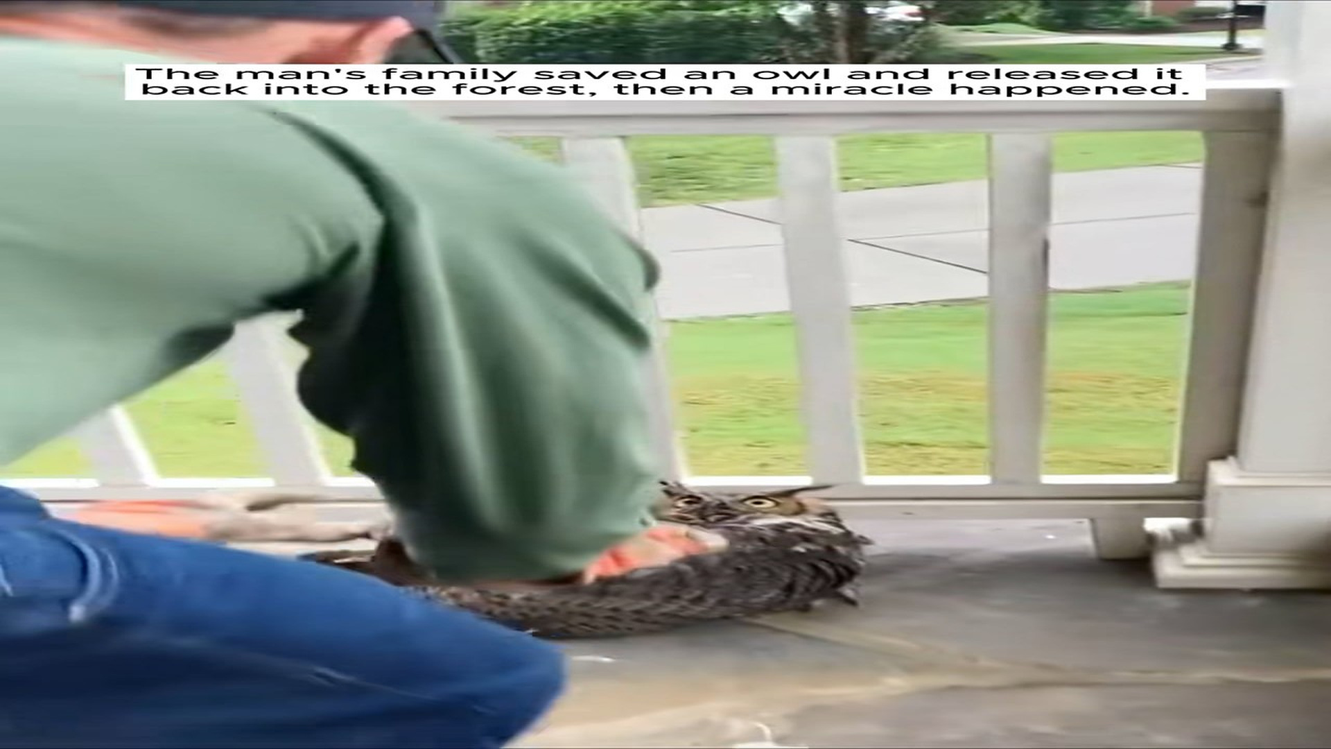 Full Video : H2306027_man s family saved an owl released it back into forest, t