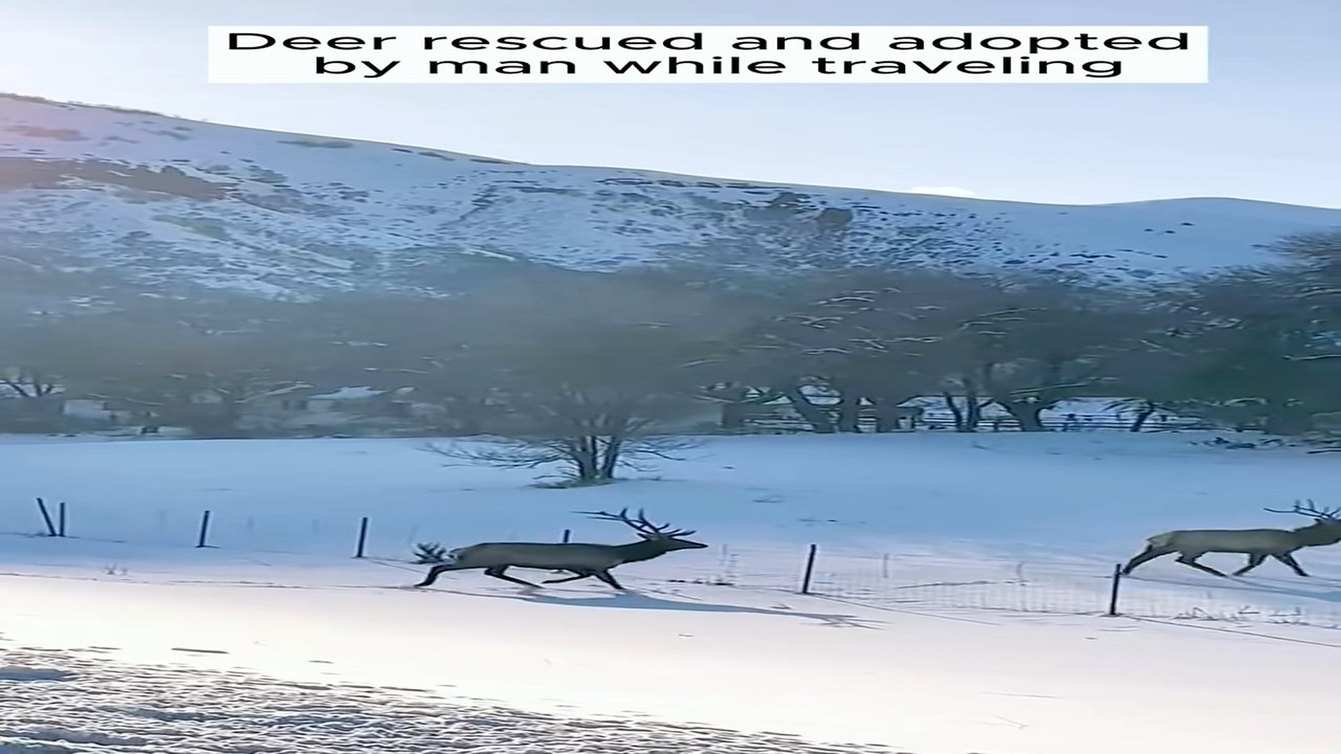 Full Video : H2306018_Rescue a deer #rescue #animal #animalsoftiktok #rescueanimals #deer