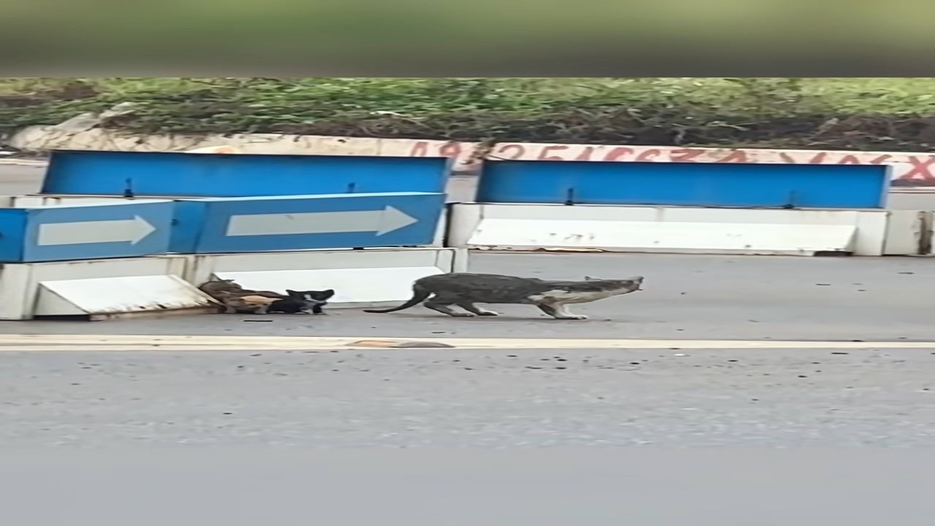 Full Video : H2306013_Rescue a family of cats on road #rescue #animal #animalsoftiktok