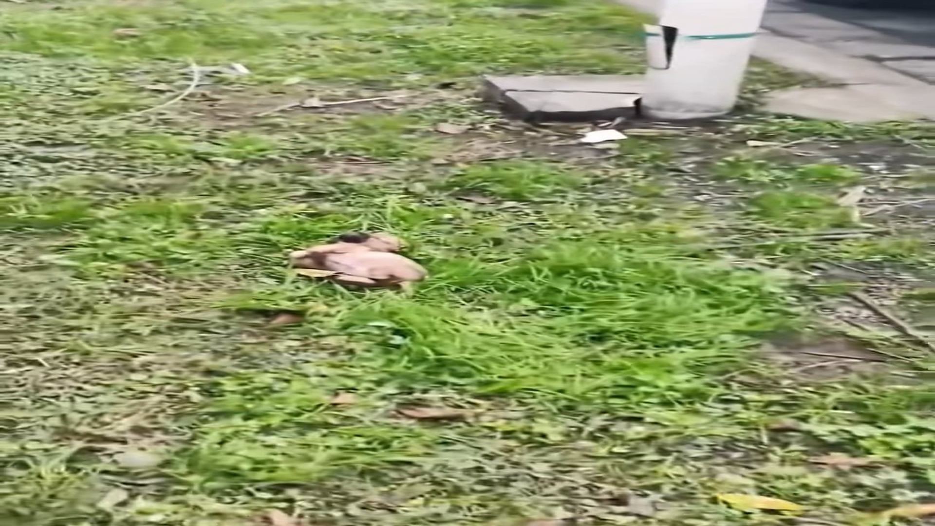 Full Video : H2306015_Rescue a puppy #rescue #animal #animalsoftiktok #rescueanimals #puppy (1)