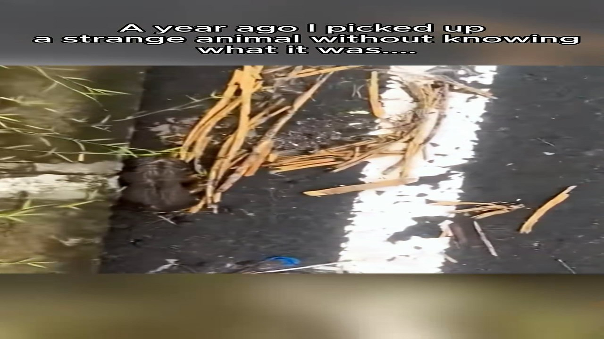 Full Video : H2306010_Rescue a black leopard on road #rescue #animal #animalsoftiktok