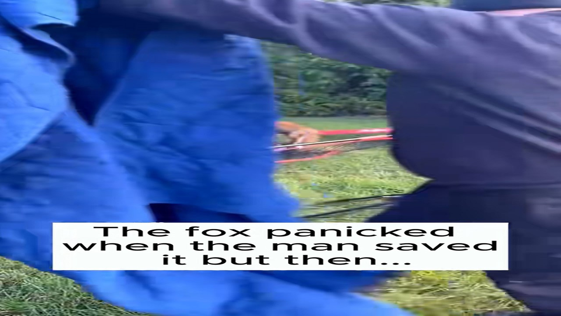 Full Video : H2306007_Rescue a fox #rescue #animal #animalsoftiktok #rescueanimals #fox