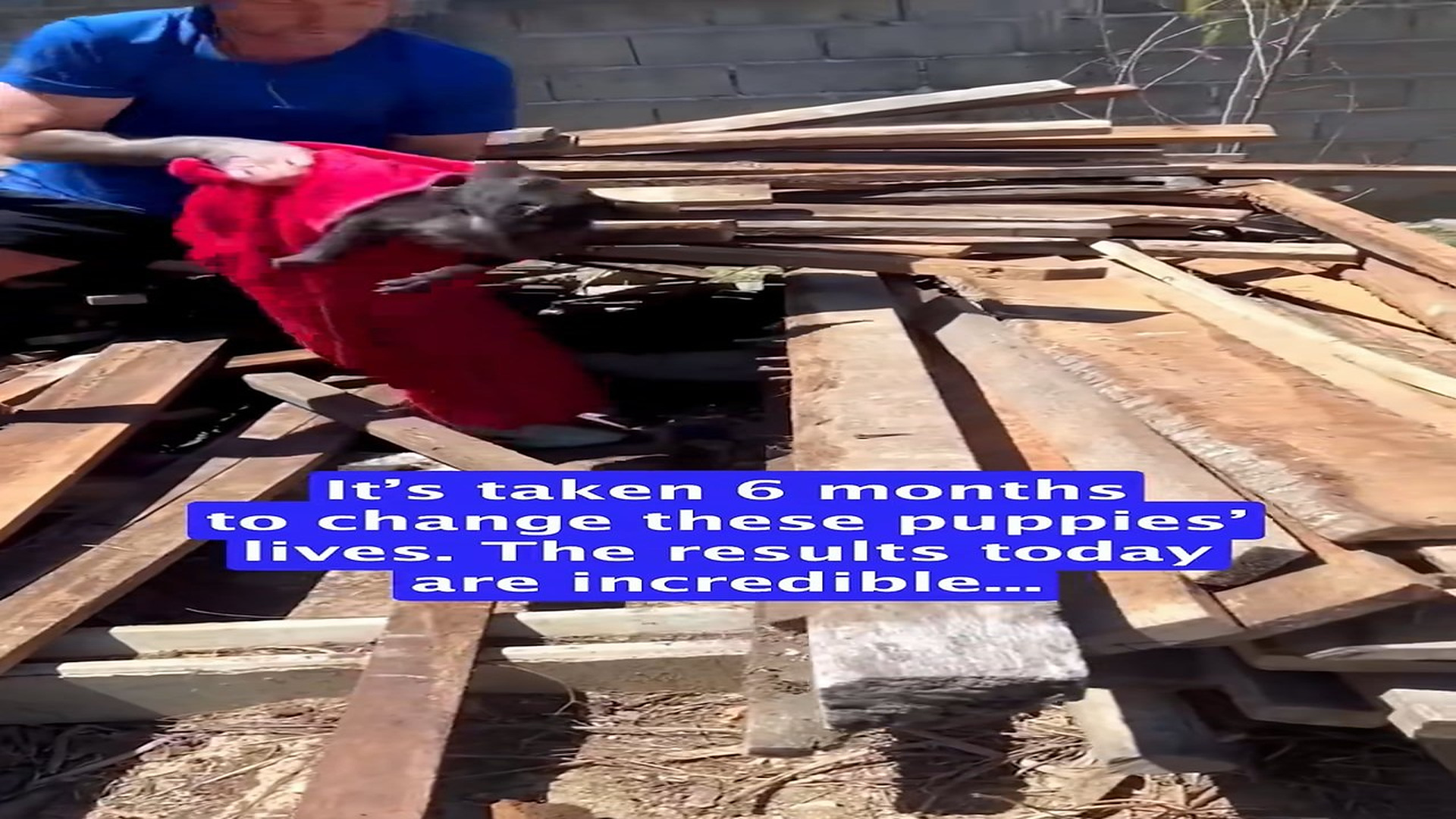 Full Video : H2306037_Rescued dog change after 6 months #rescue #animal #animalsoftiktok #r