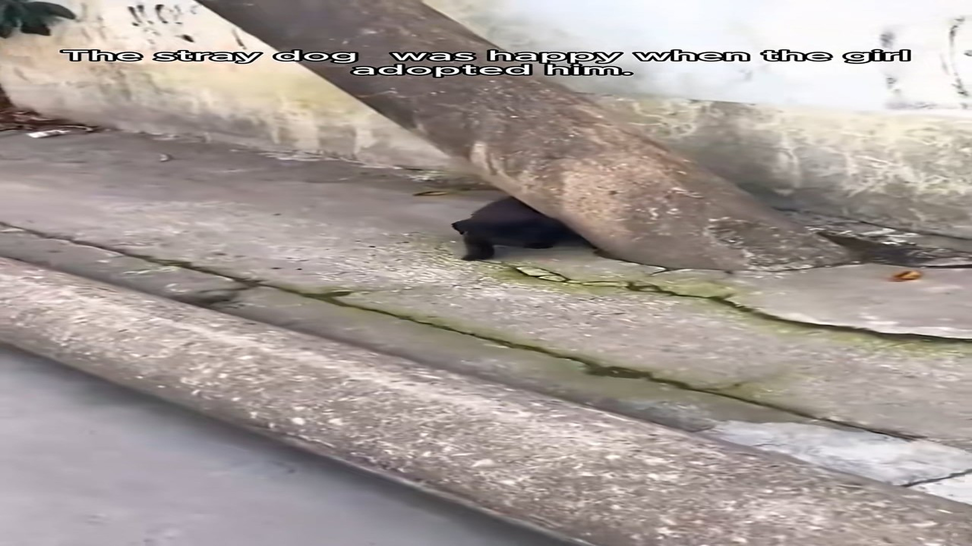 Full Video : H2306038_stray dog was happy when girl adopted him #rescue #animal #an