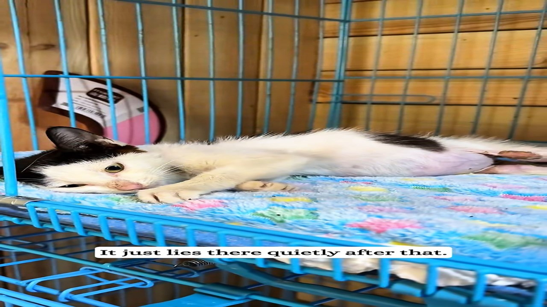 Part 2 : H2306005_I saw a kitten paralyzed hind legs on road.#Rescue #kitten_part2