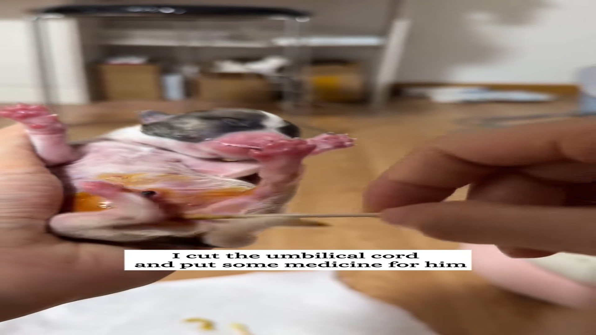 Part 2 : H2406008_I found a newborn puppy, its umbilical cord is still attached!#fy_part2