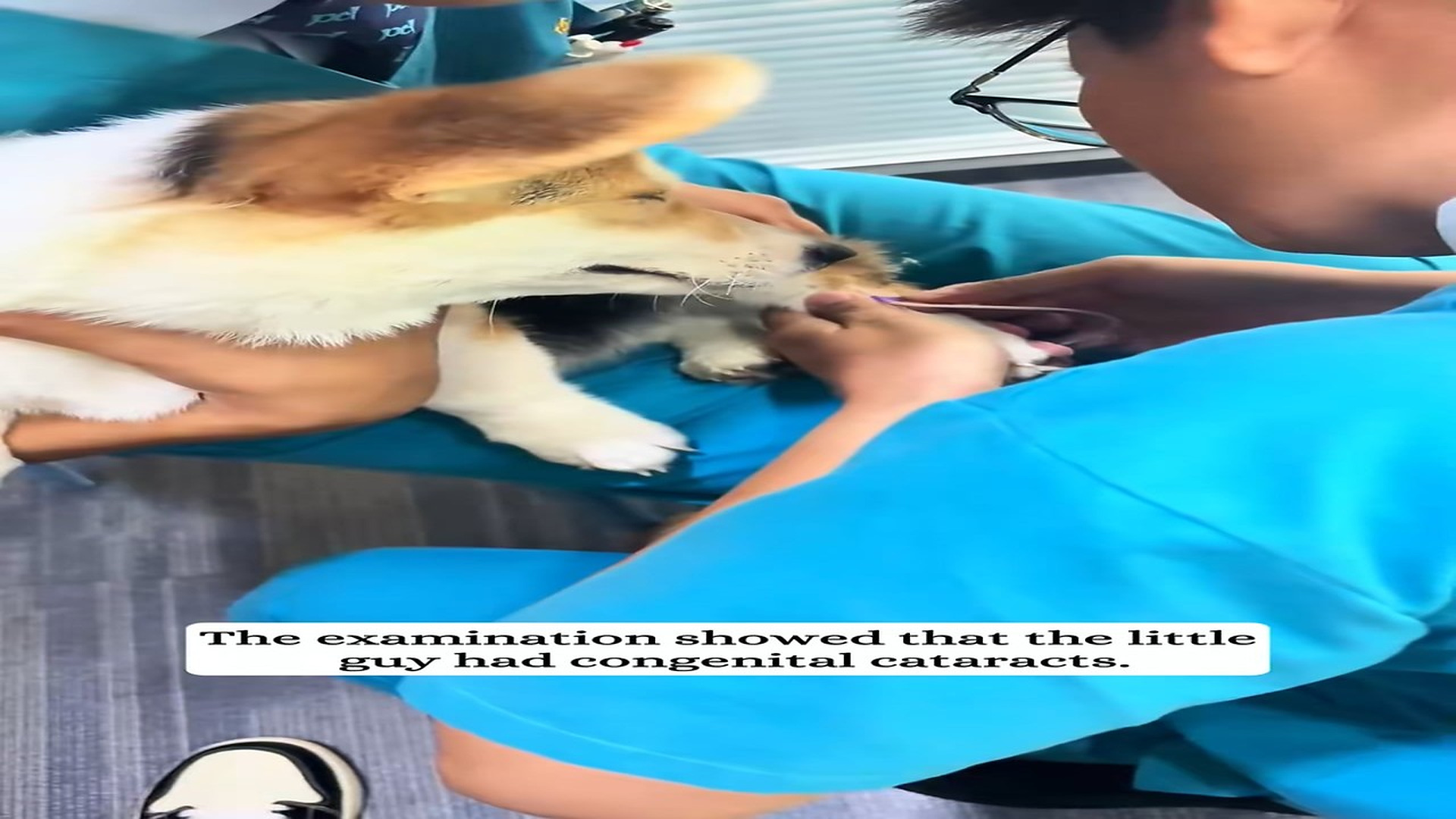 Part 2 : H2406007_I found a blind little Corgi.#Rescue #animal #fyp #Rescueanimals #puppy_part2