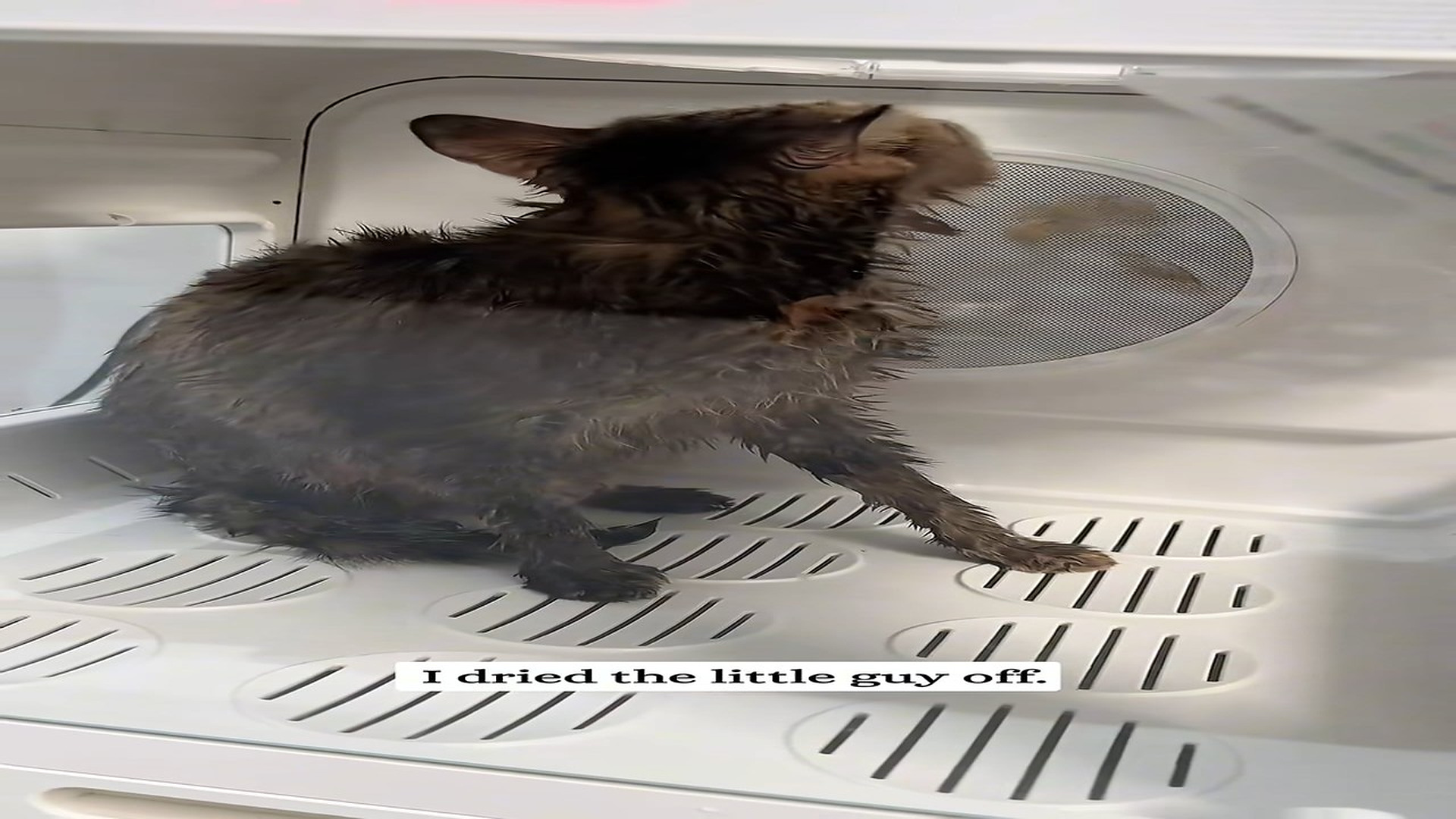 Part 2 : H2406004_I found a bag in river.#fyp #Rescue #animal #kitten_part2