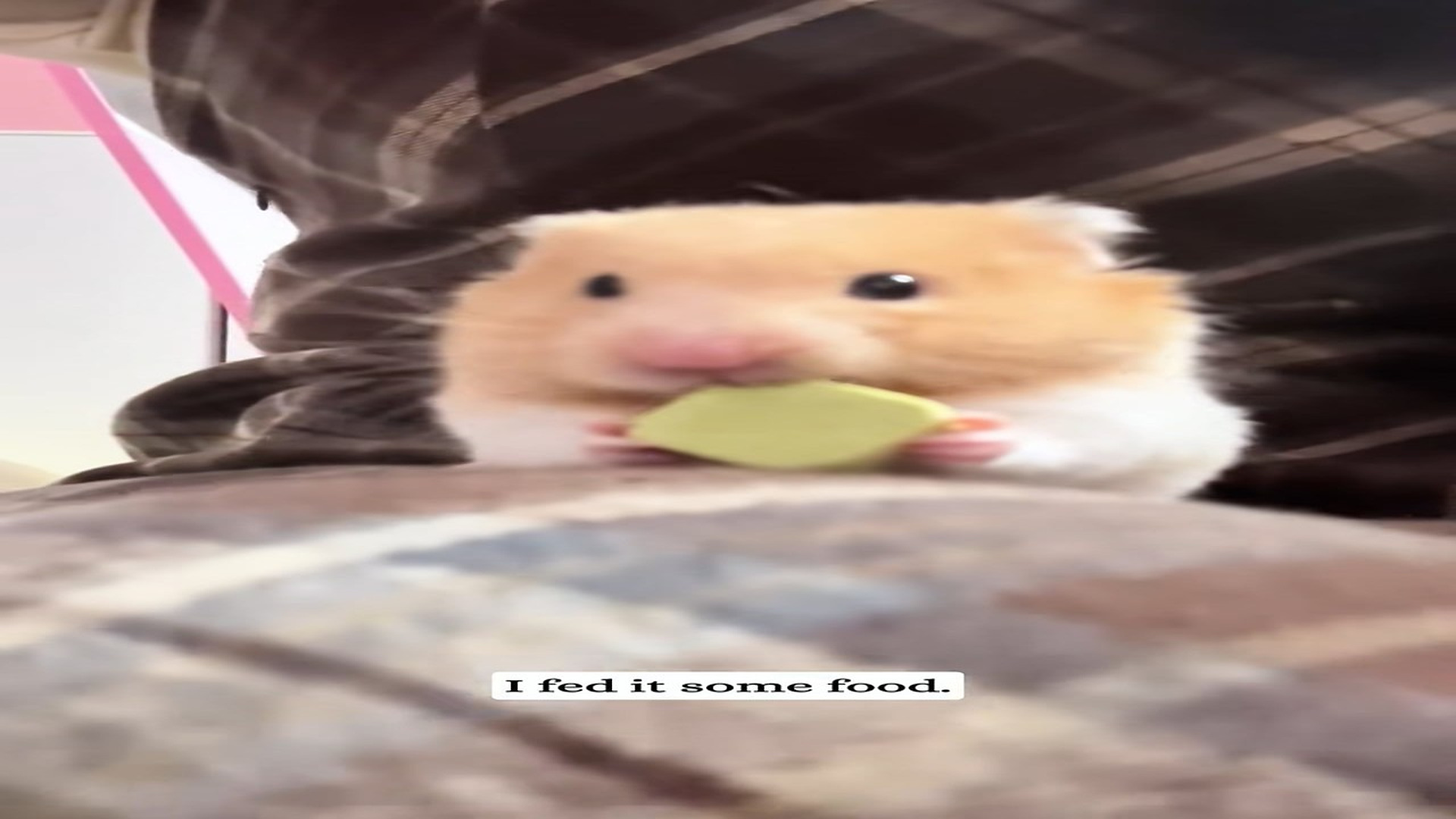 Part 2 : H2406001_I found a little hamster on street.#fyp #Rescue #animal #Rescuean_part2