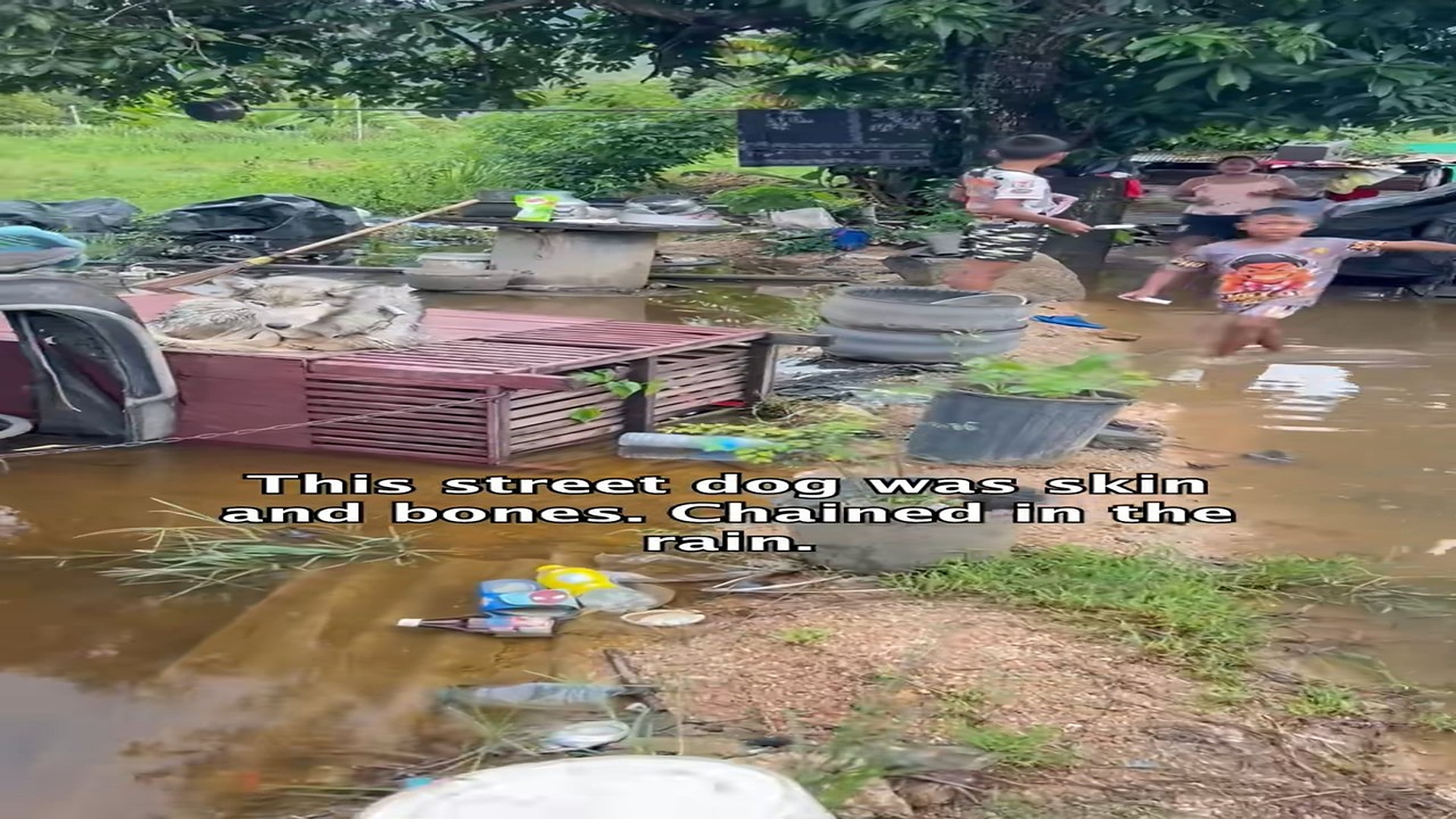 Full Video : H2406019_We still think about how we found her chained up, starving, soaki