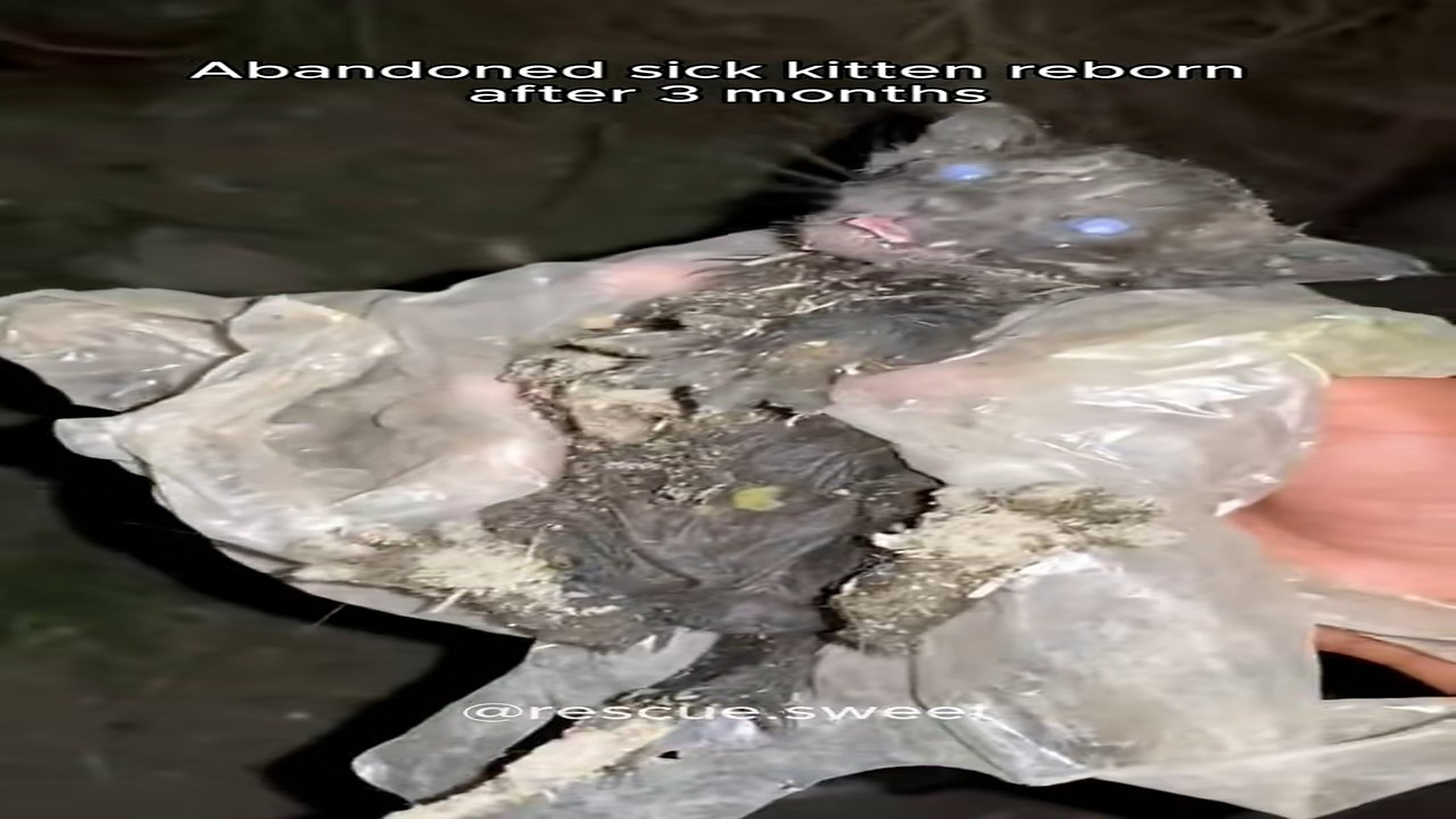 Full Video : H2406012_Abandoned sick kitten reborn after 3 months #animal #animalsoftiktok