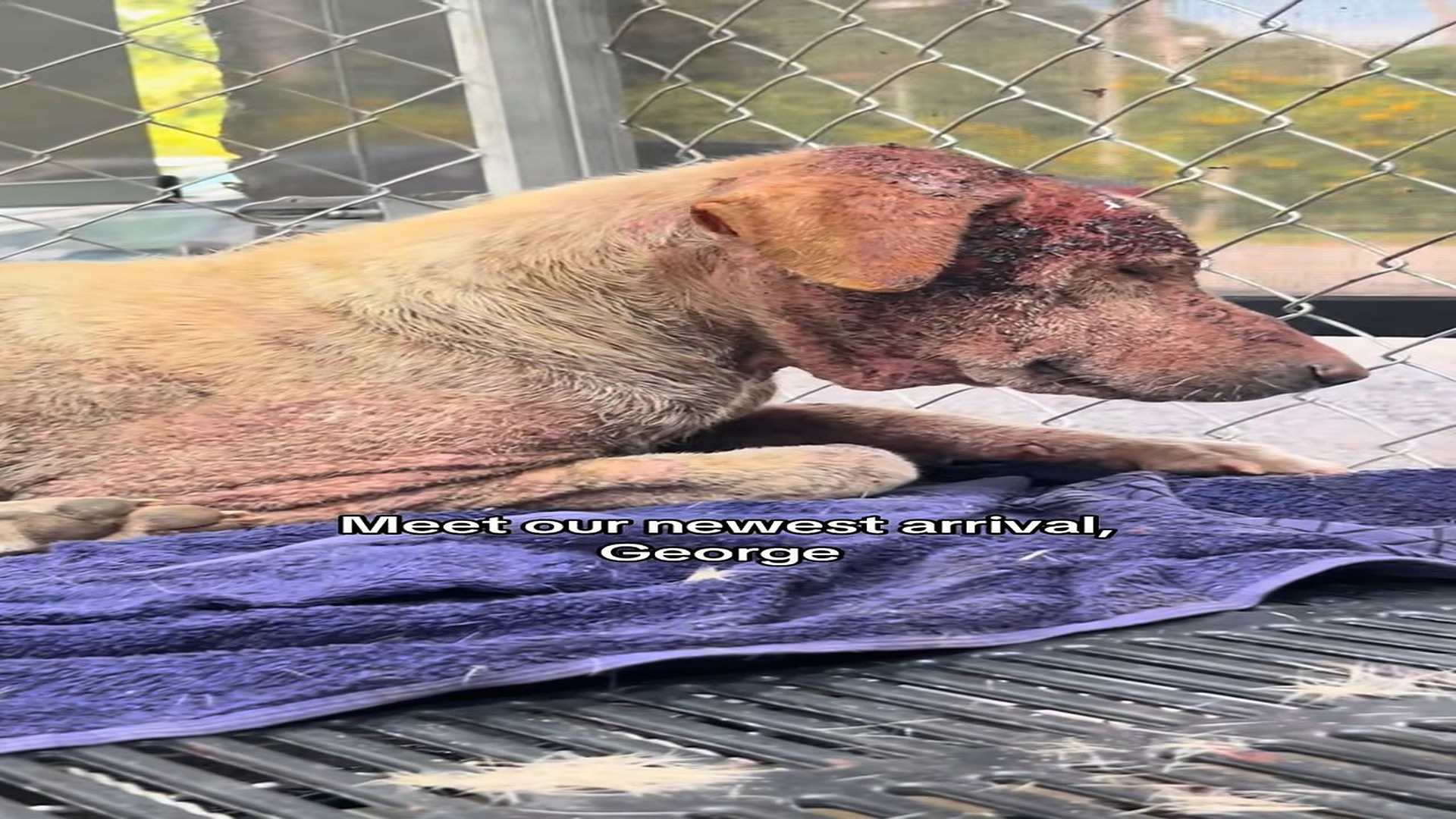 Full Video : H2406020_Meet our newest arrival, George. He has a serious skin condition